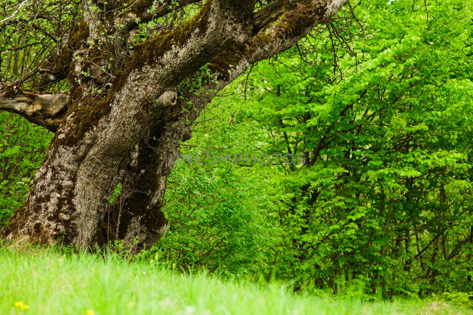 Fairy tale glade with old tree close up