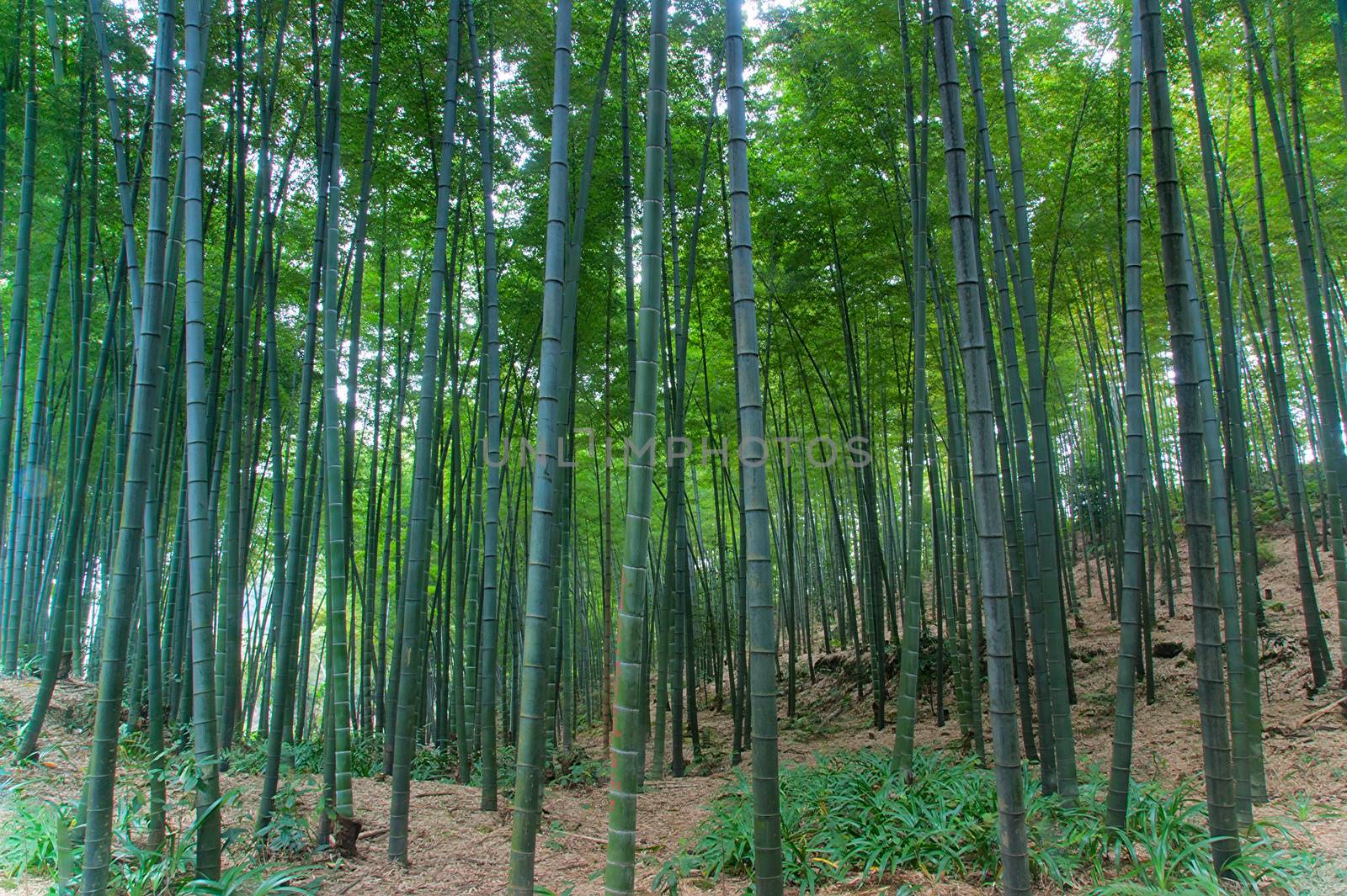 landscape of Bamboo forest in Sichuan Bamboo Sea  - taken in Sichuan, China by xfdly5