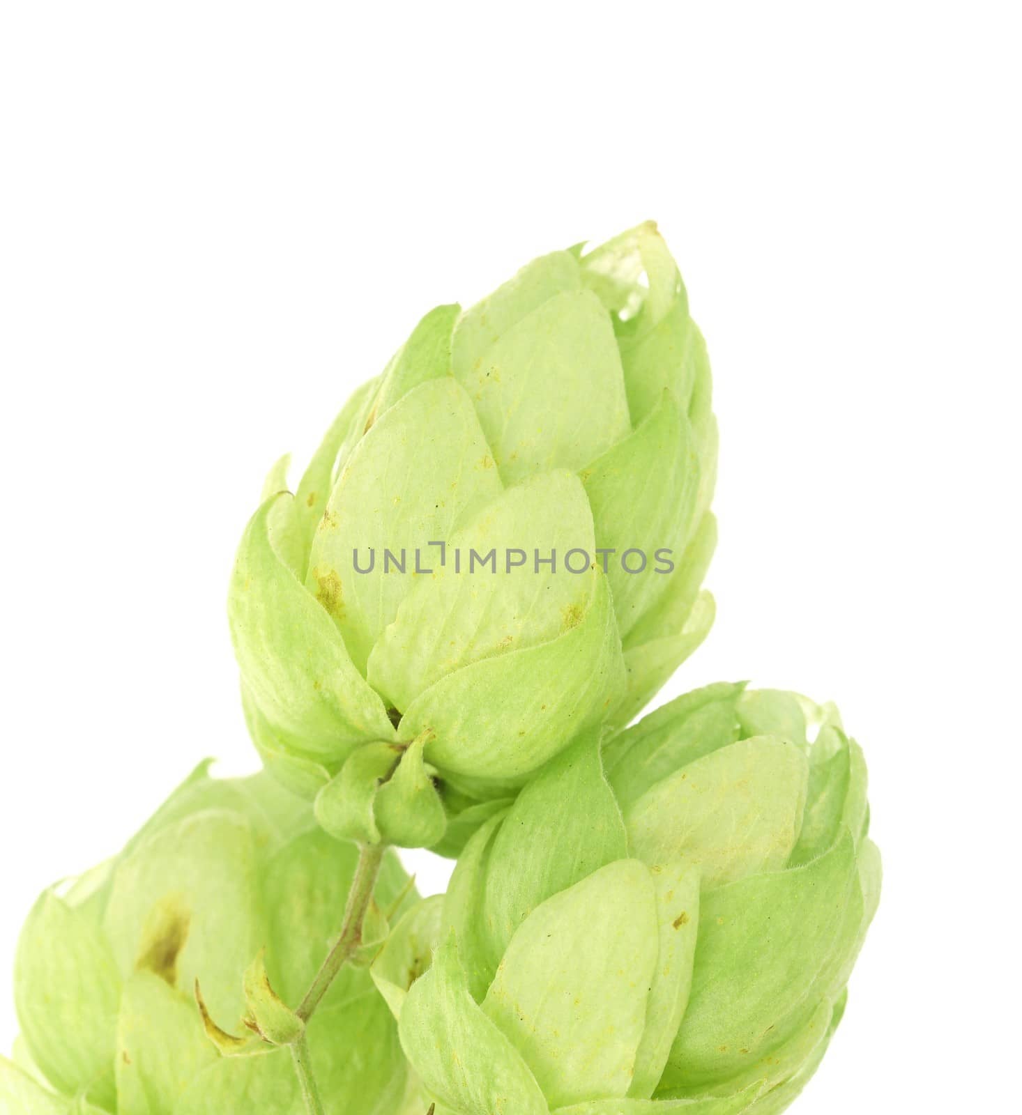 Hop flower green petals. Close up. Whole background.