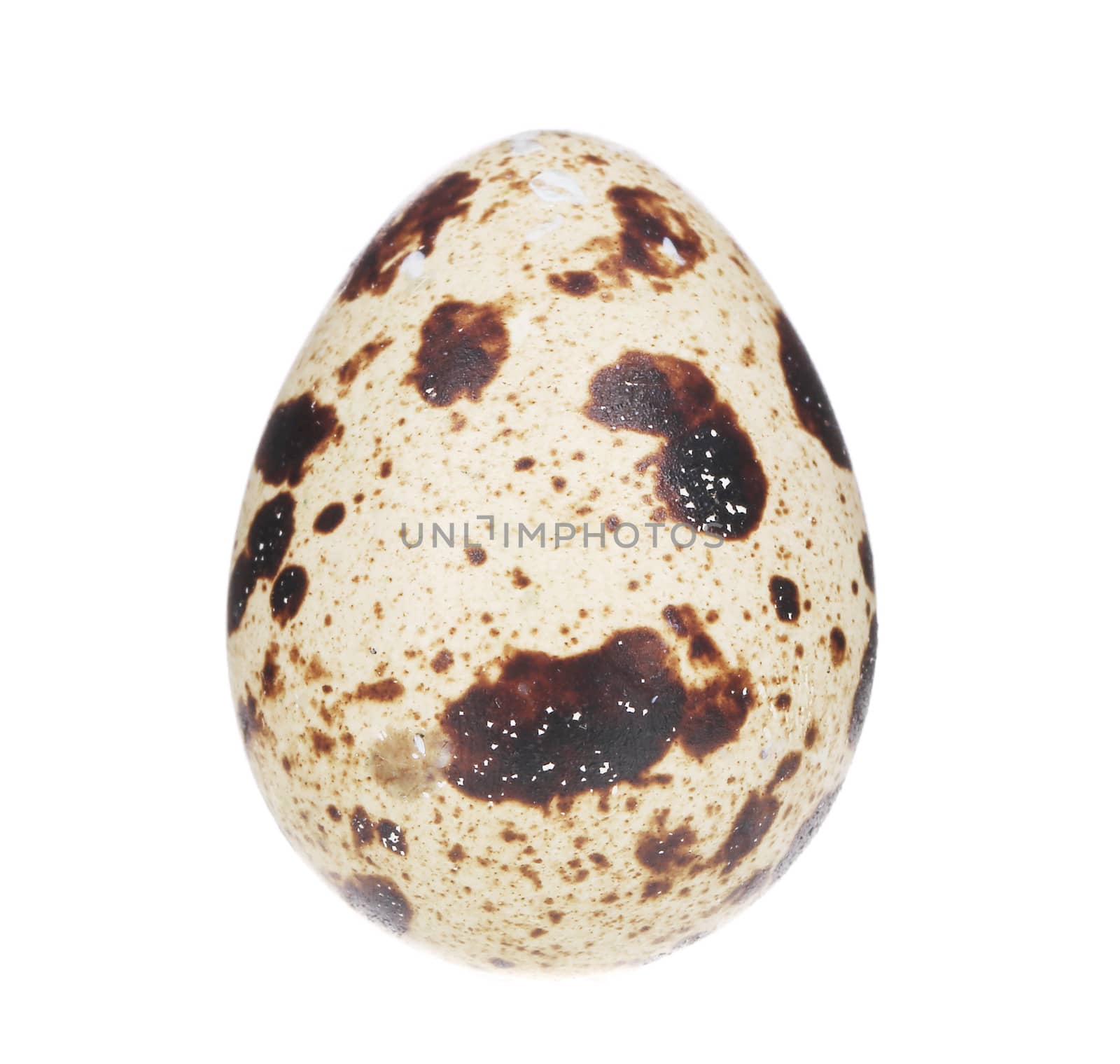 quail egg. Isolated on a white background