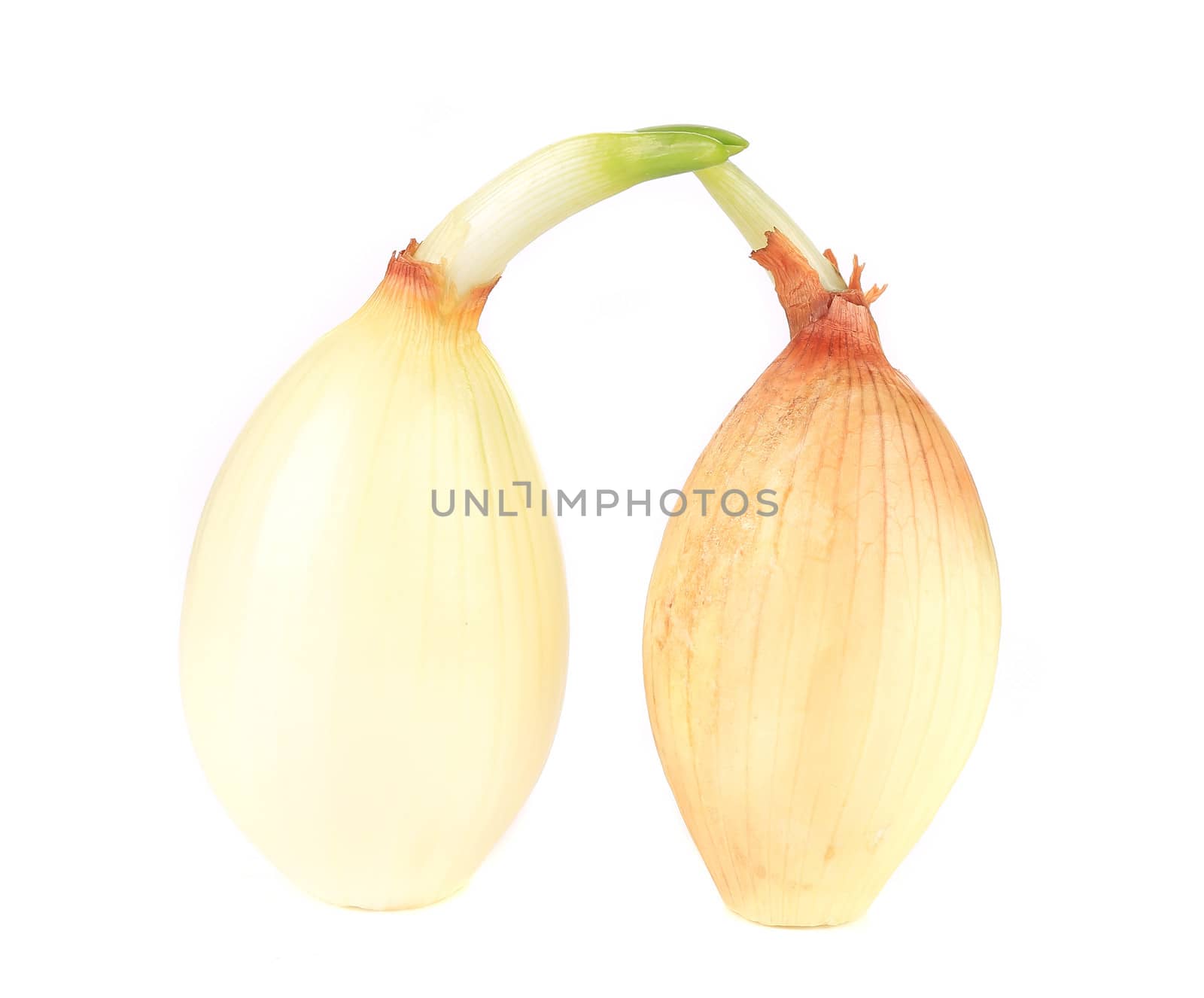 Two golden sprouting ripe onions. Isolated on a white background.