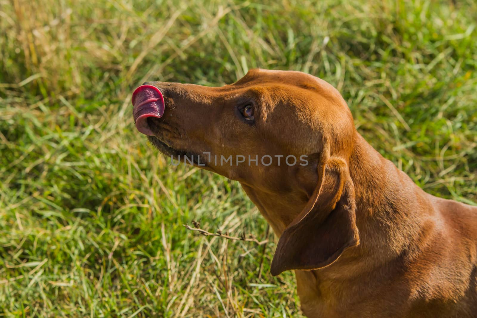 Funny brown dog on nature. Whole background.