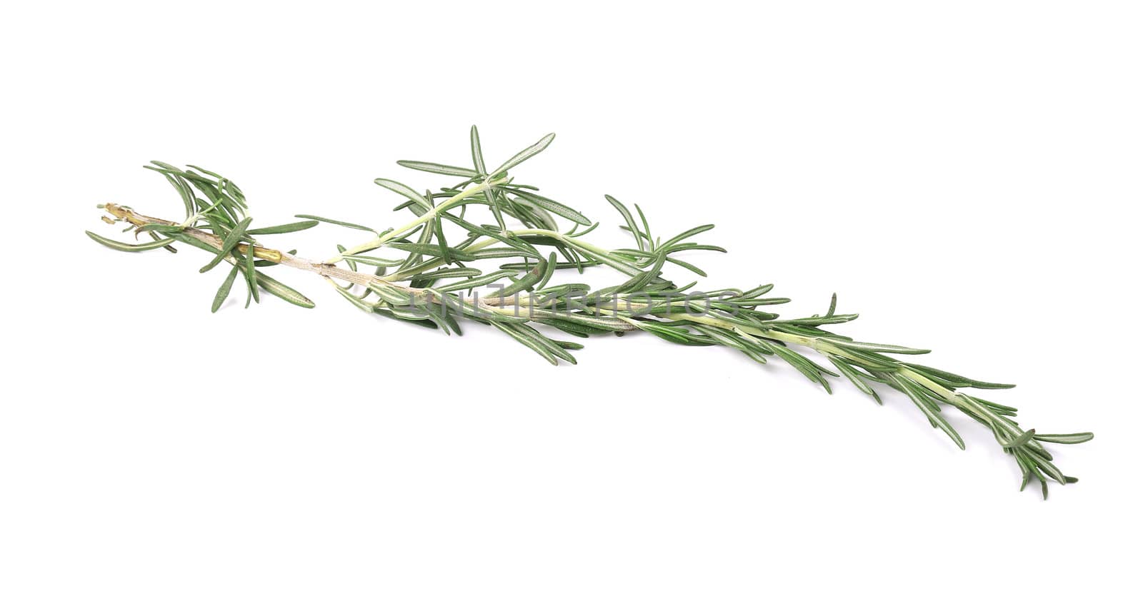 Sprig of rosemary. Isolated on a white background.