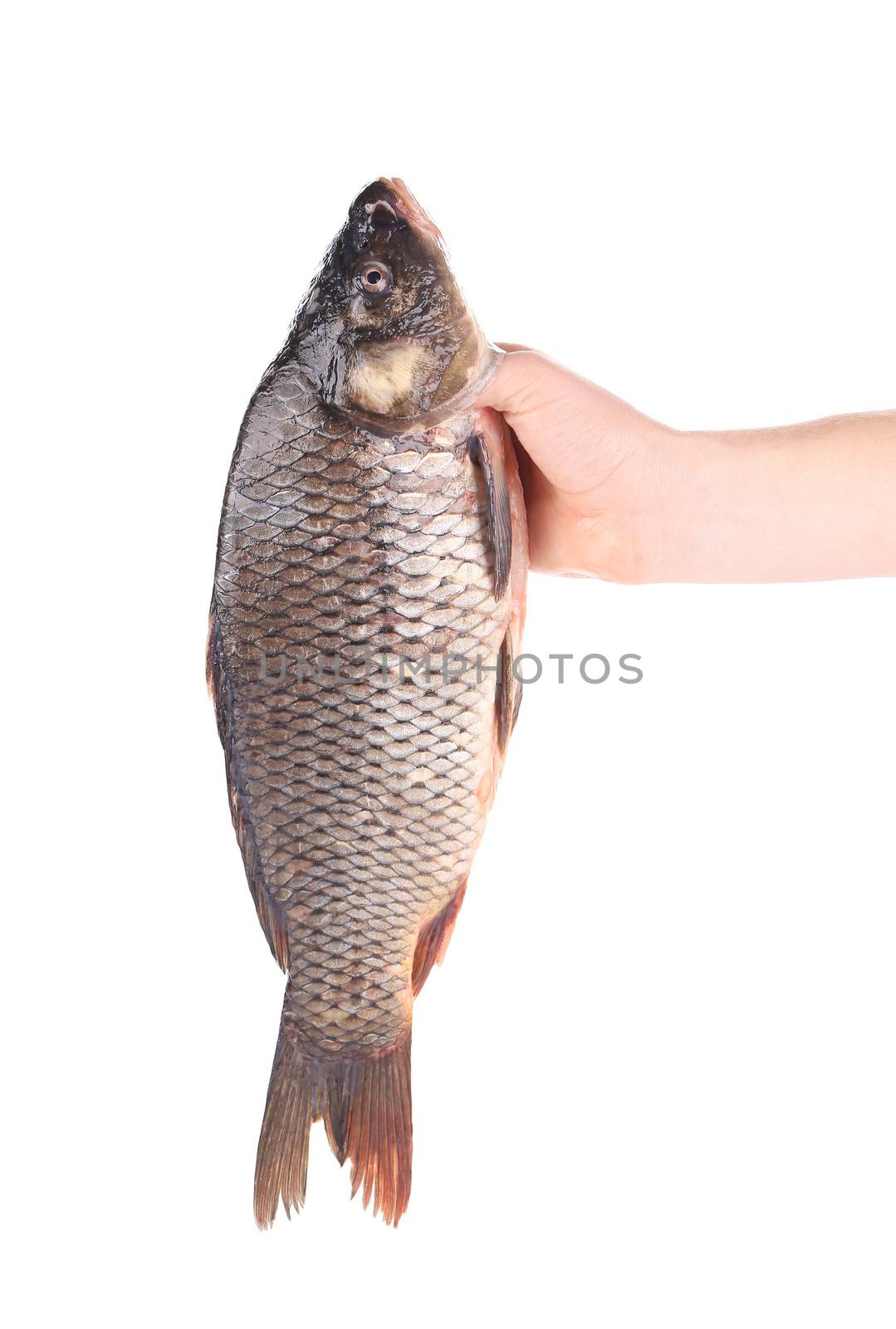 Hand holds fresh fish. Isolated on a white background.