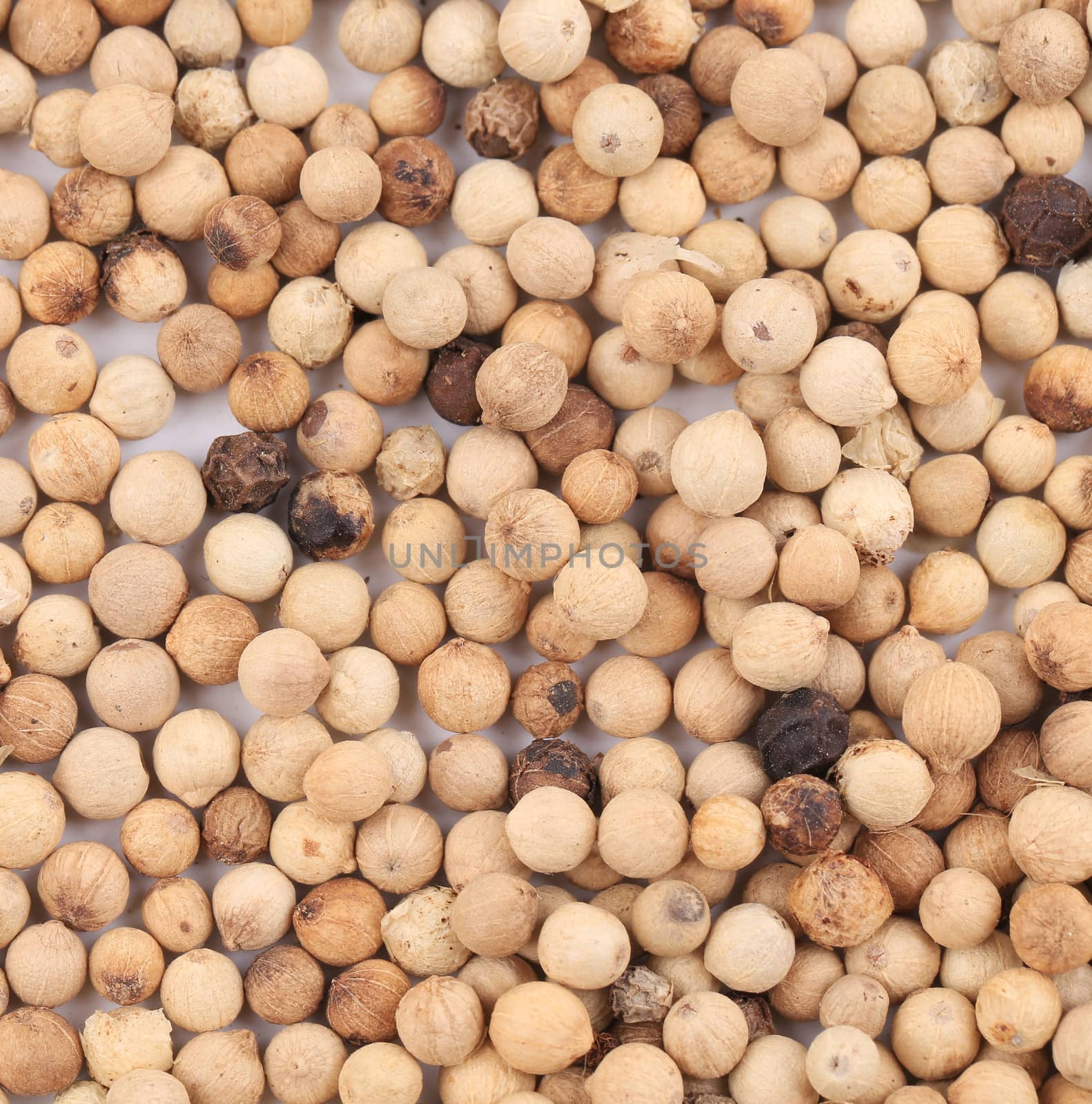 White peppercorns. To be used as background.