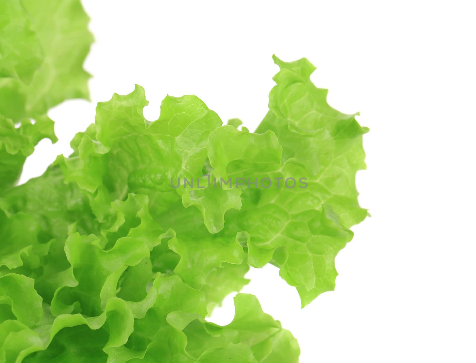 Fresh and green lettuce. On a white background.