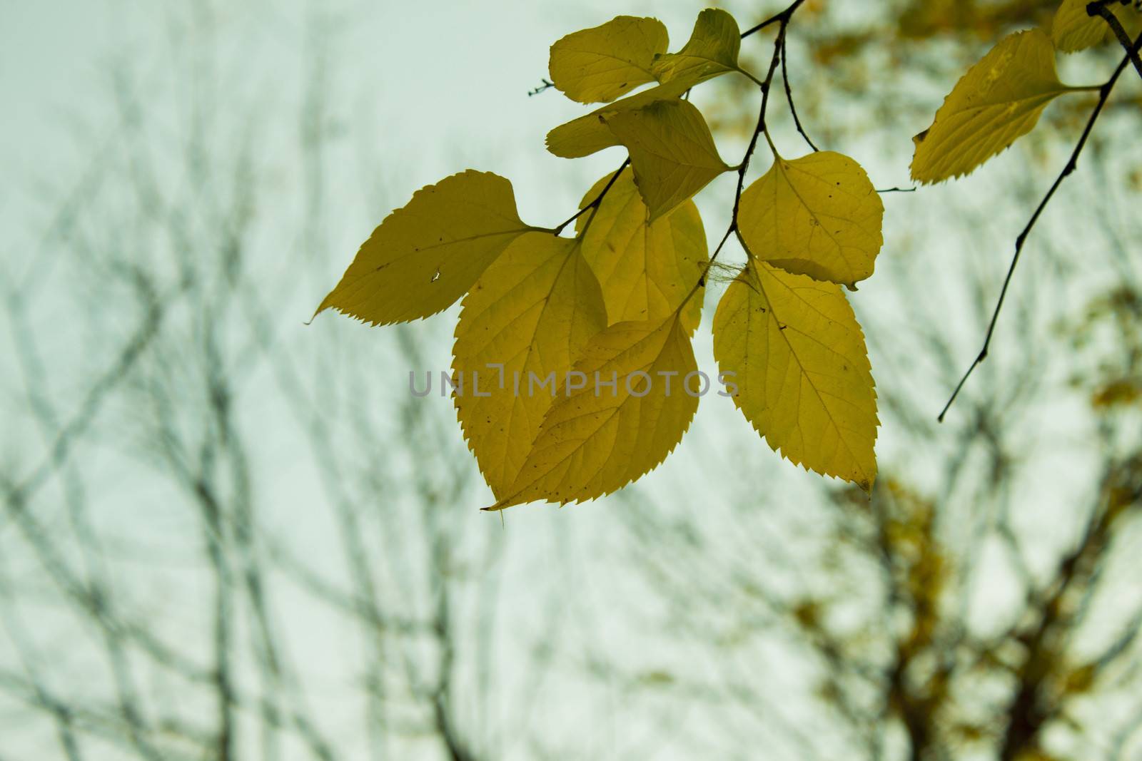 Autumn leaves of a lime tree. selective focus and shallow