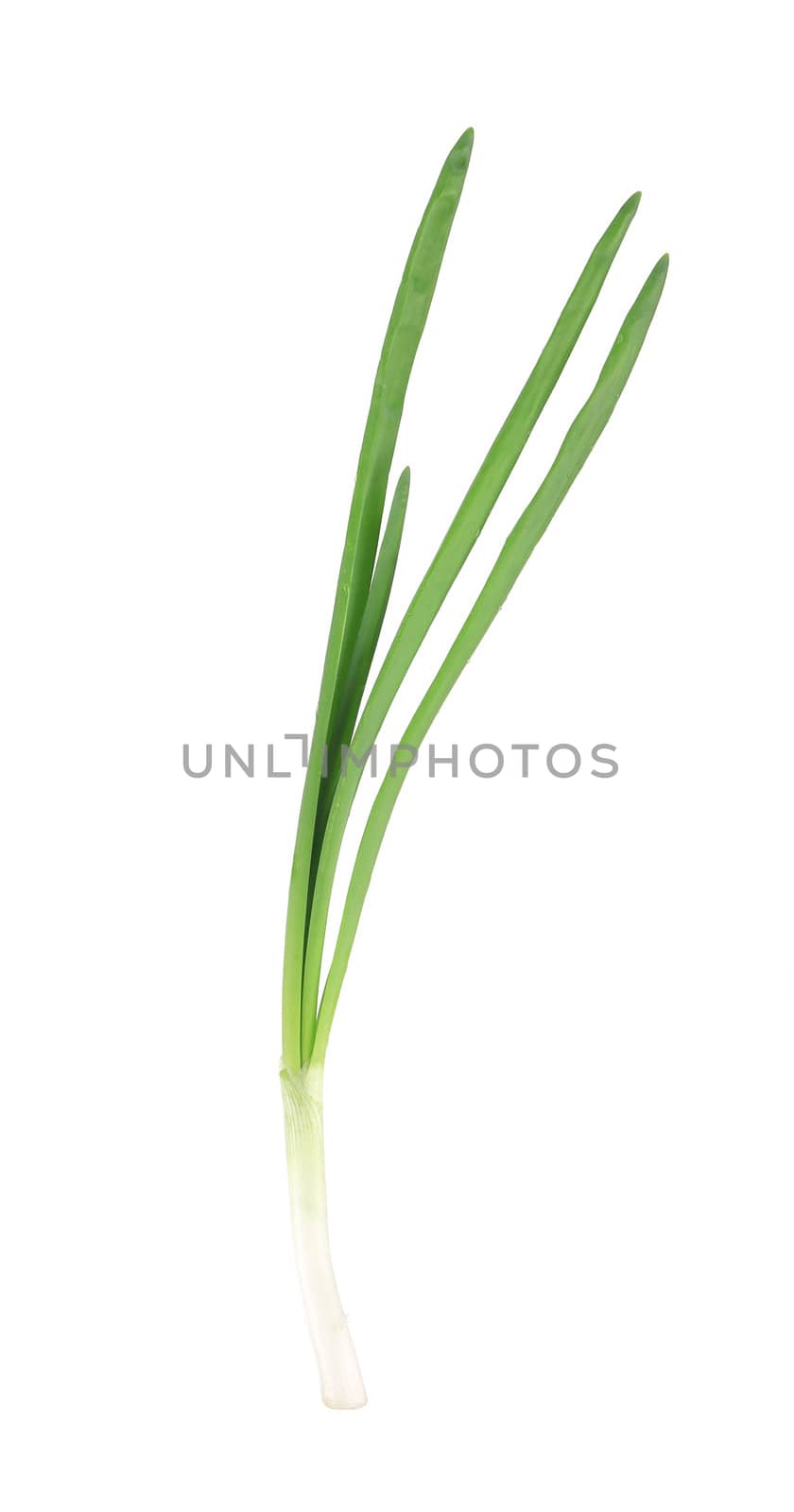 Close up of green onion. Isolated on a white background.