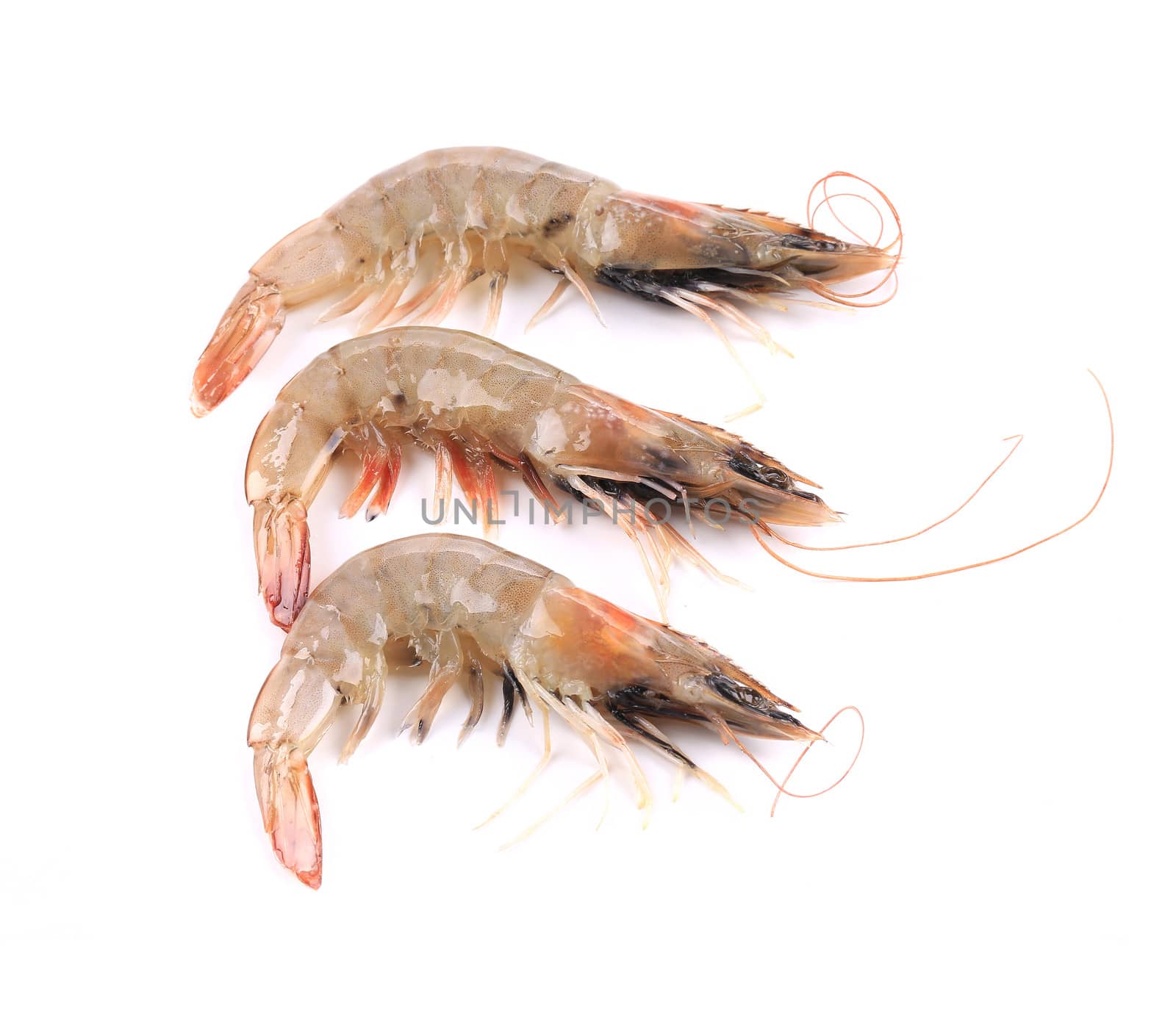 Close up of three fresh shrimp. Isolated on a white background