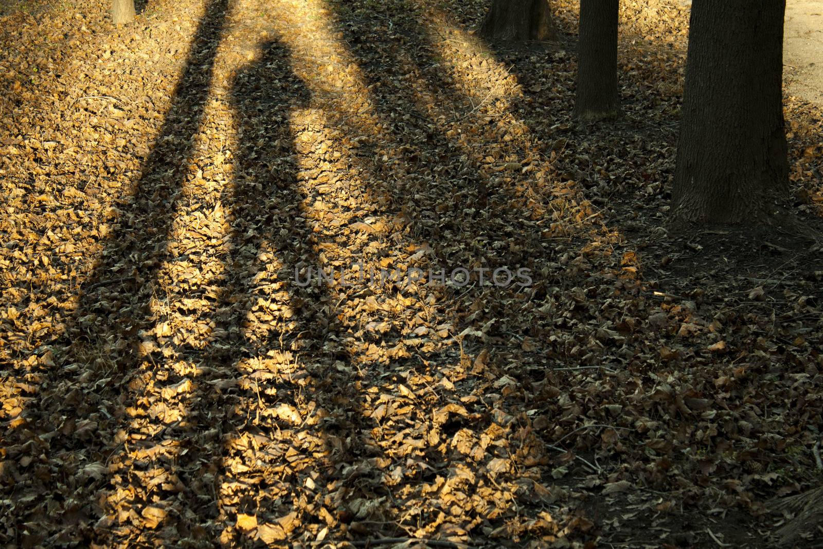 Autumn forest with shadow man