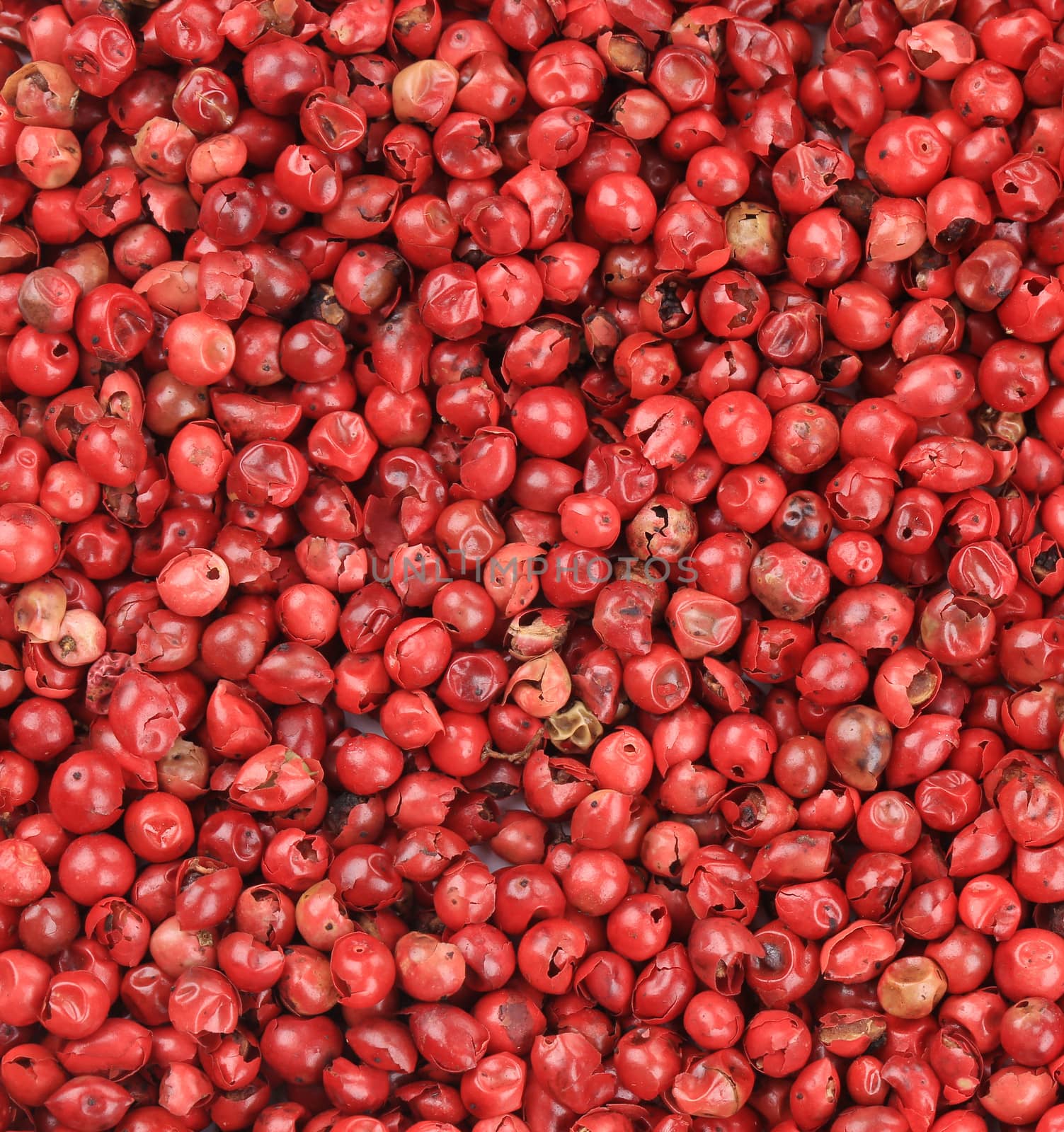 Spicy red chili pepper texture. Whole background.
