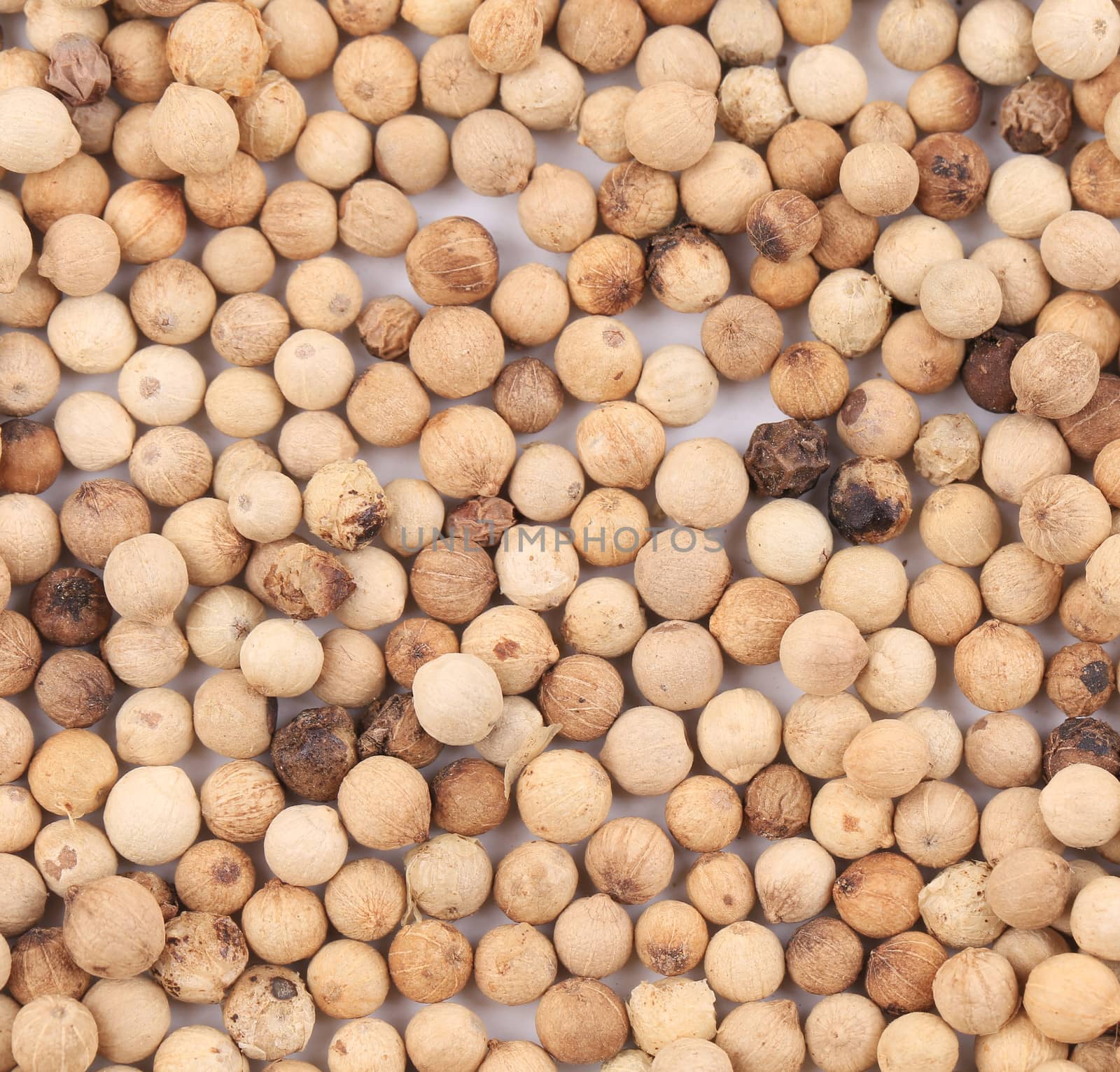 Background of white pepper. Texture. Whole background.