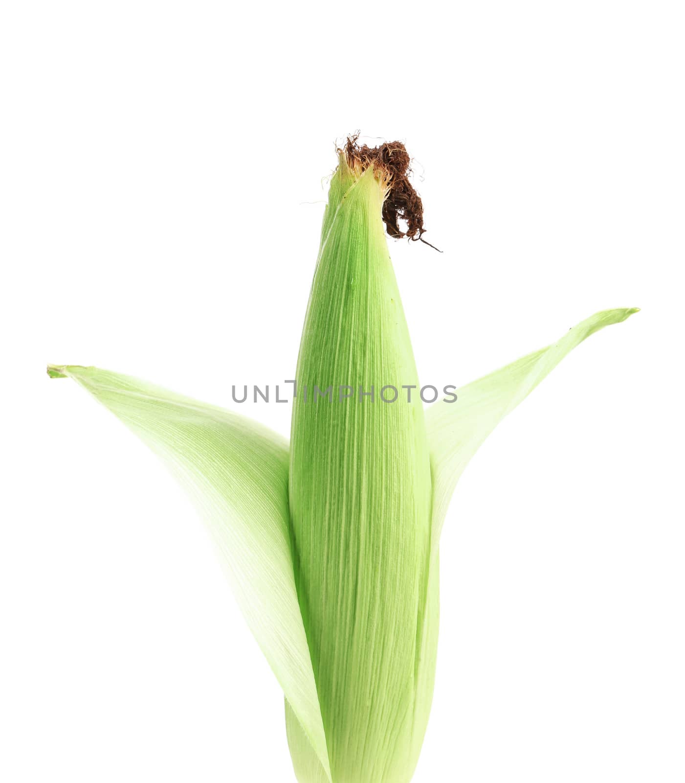 Fresh corn ear. Isolated on a white background.
