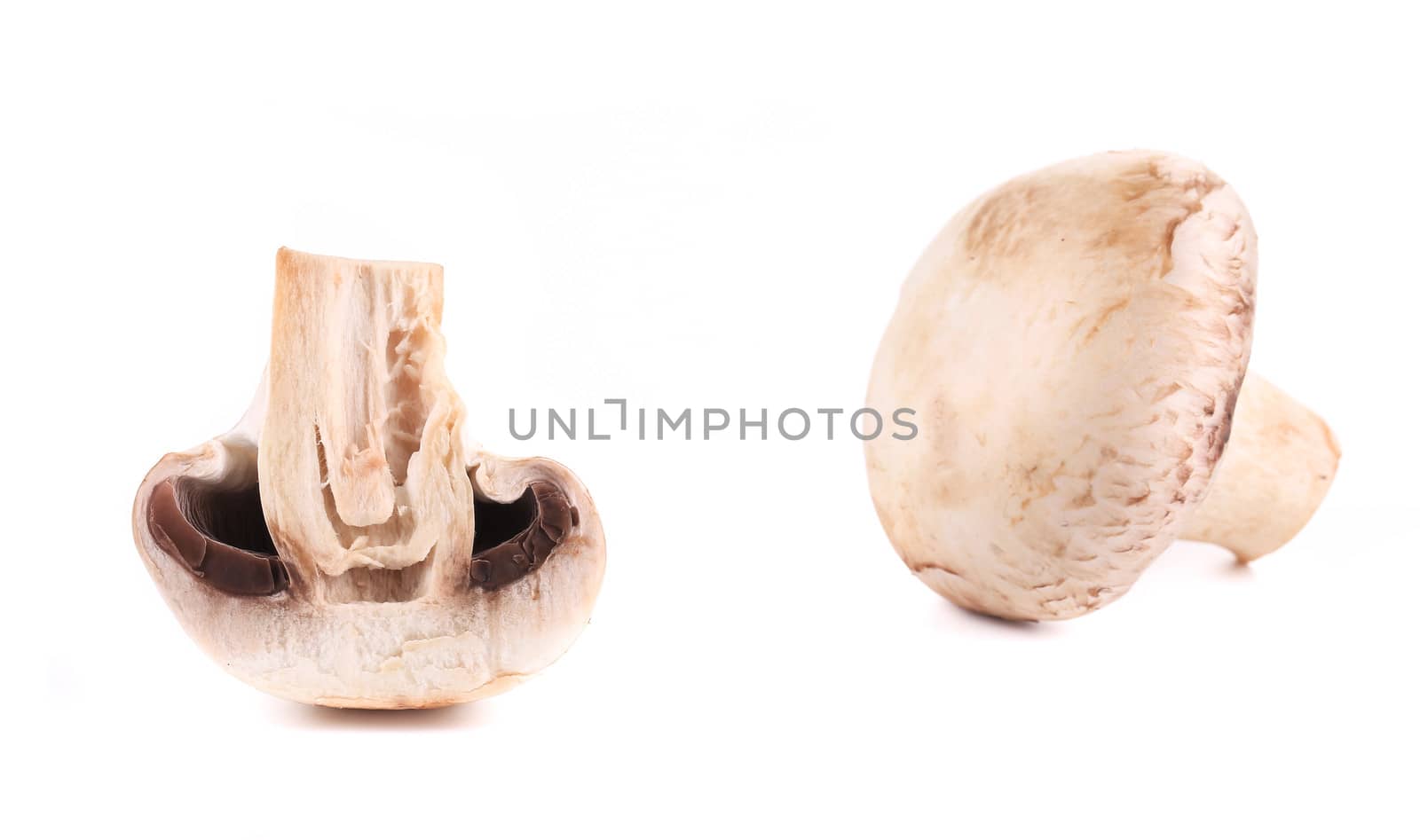 White mushrooms close up. Isolated on a white background.