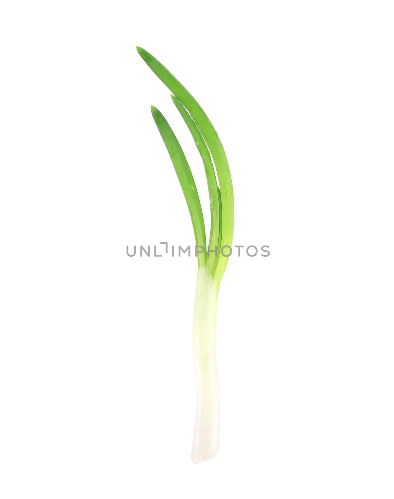 Close up of green onion. Isolated on a white background.
