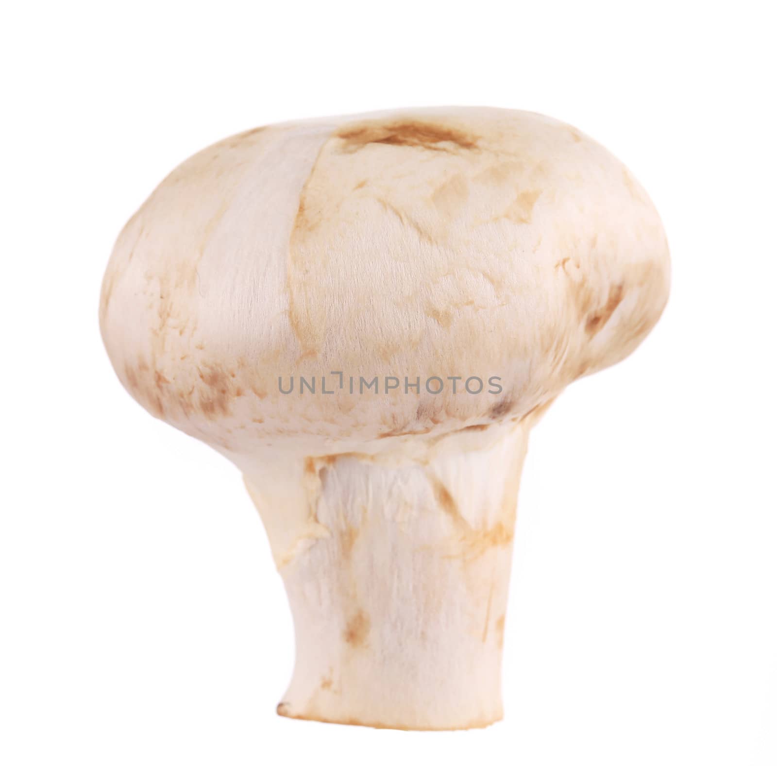 White mushroom close up. Isolated on a white background.