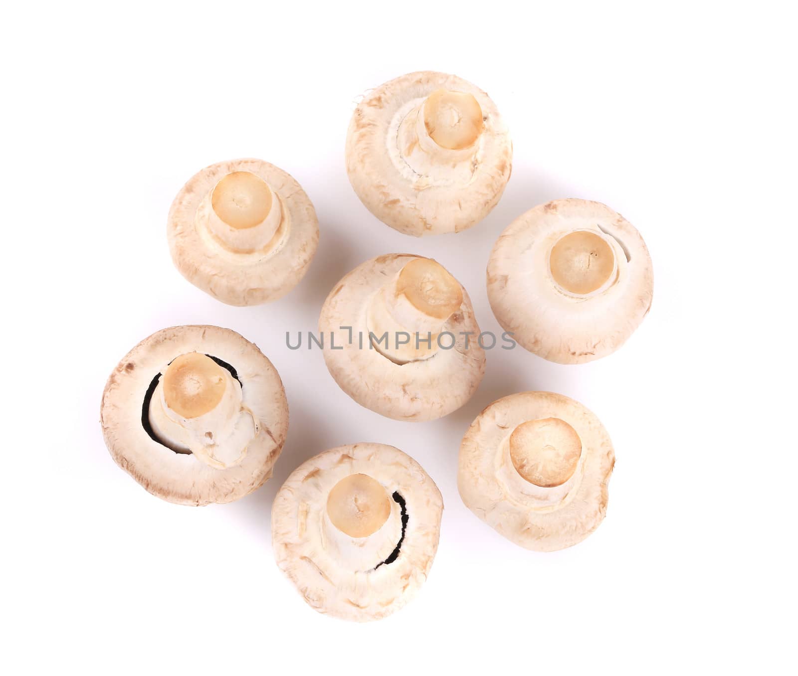 Bunch of white mushrooms close up. Isolated on a white background.