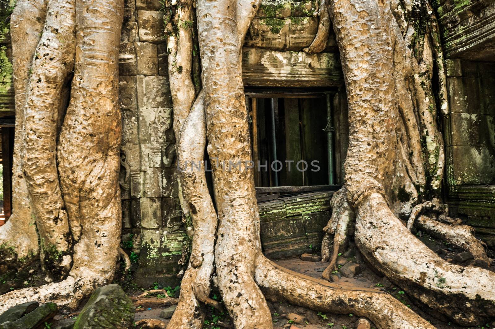 Giant tree covering Ta Prom and Angkor Wat temple, Siem Reap, Ca by weltreisendertj