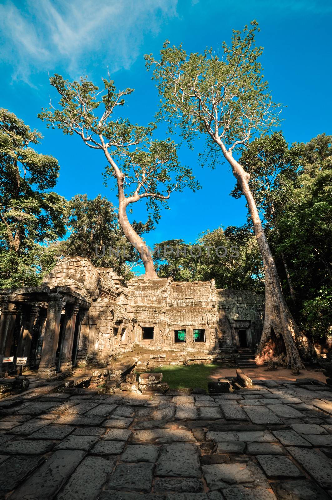 Giant tree covering Ta Prom and Angkor Wat temple, Siem Reap, Cambodia Asia