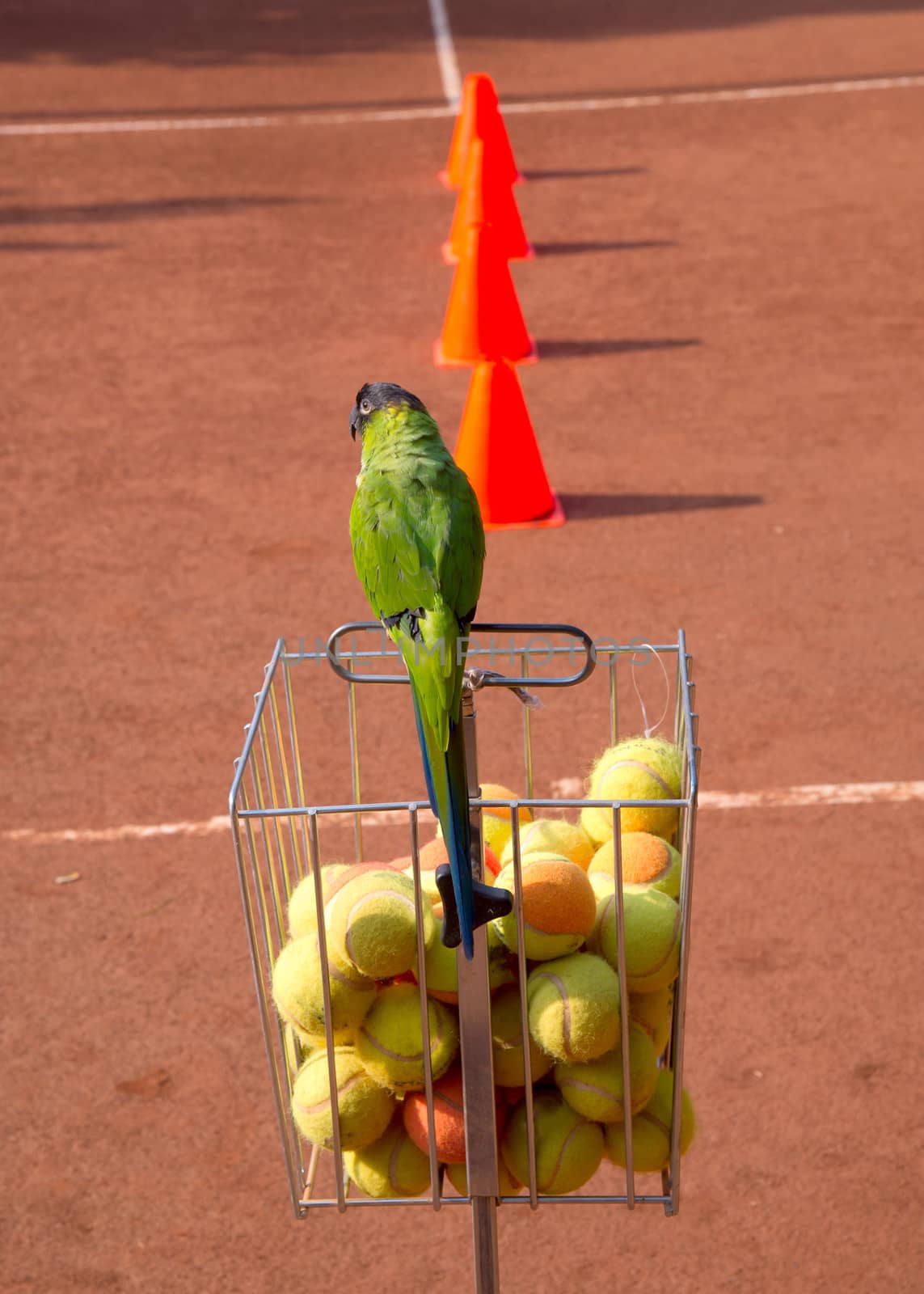 nandayus nenday tamed by a tennis coach who lives perpetually in a tennis school