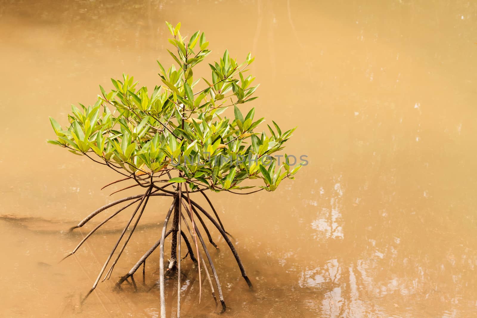 small mangrove tree