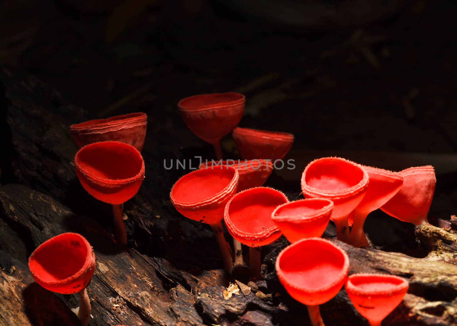 Orange or Champagne mushroom in rain forest