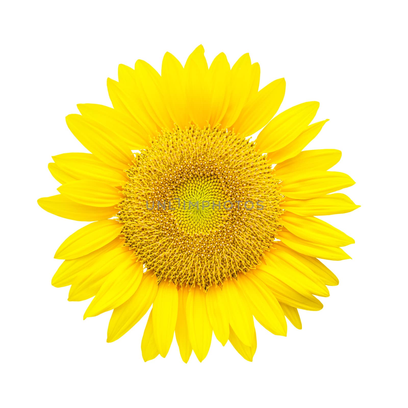 sunflower isolated on white background by FrameAngel