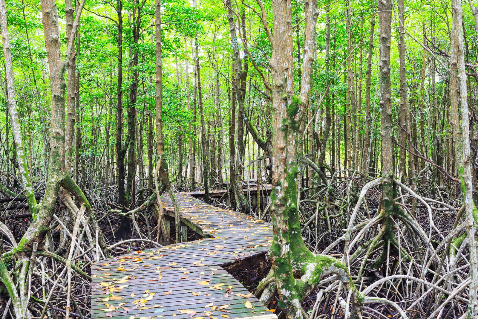 Mangrove forest Boardwalk way