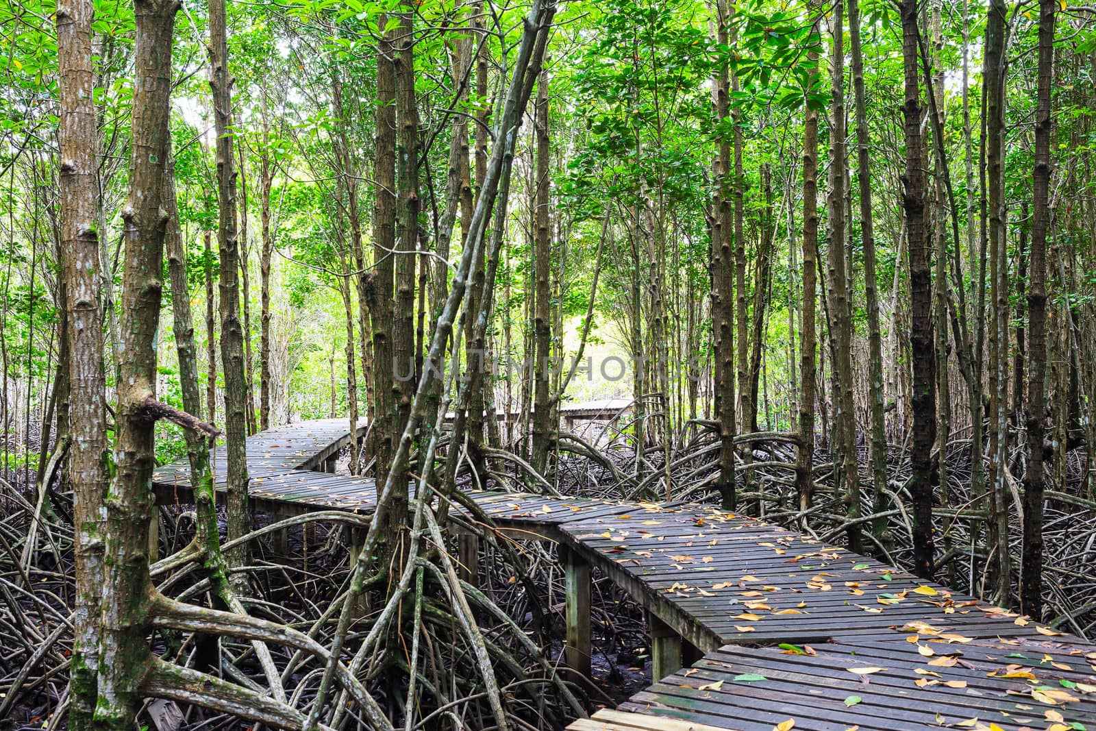 Mangrove forest Boardwalk way