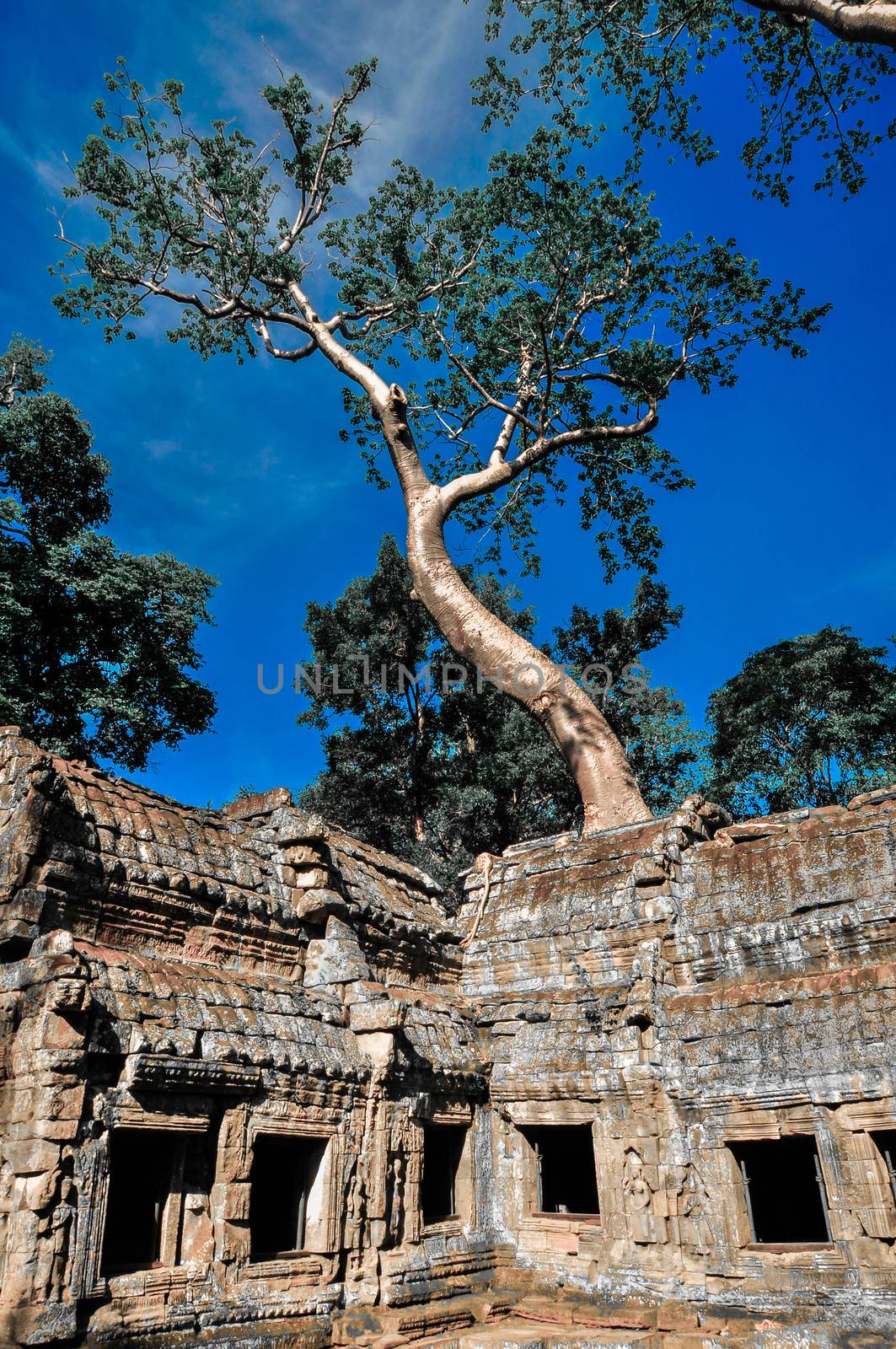Giant tree covering Ta Prom and Angkor Wat temple, Siem Reap, Ca by weltreisendertj