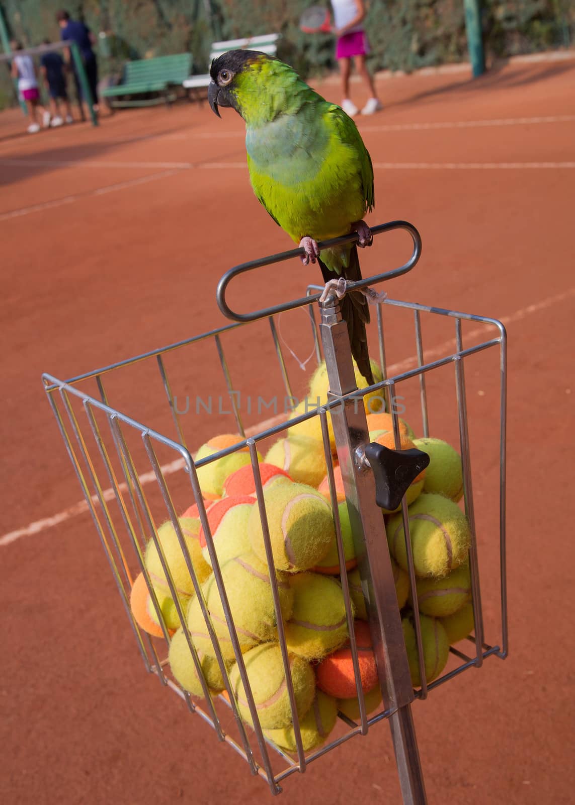 nandayus nenday tamed by a tennis coach who lives perpetually in a tennis school