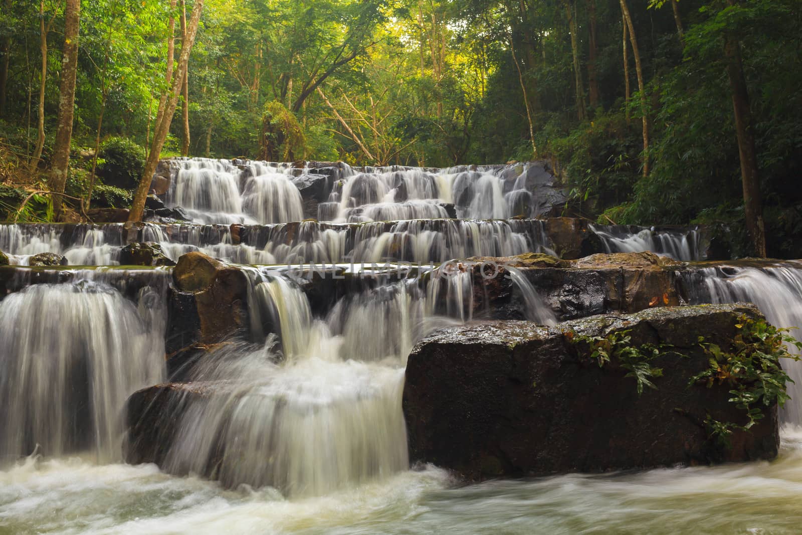 forest waterfall