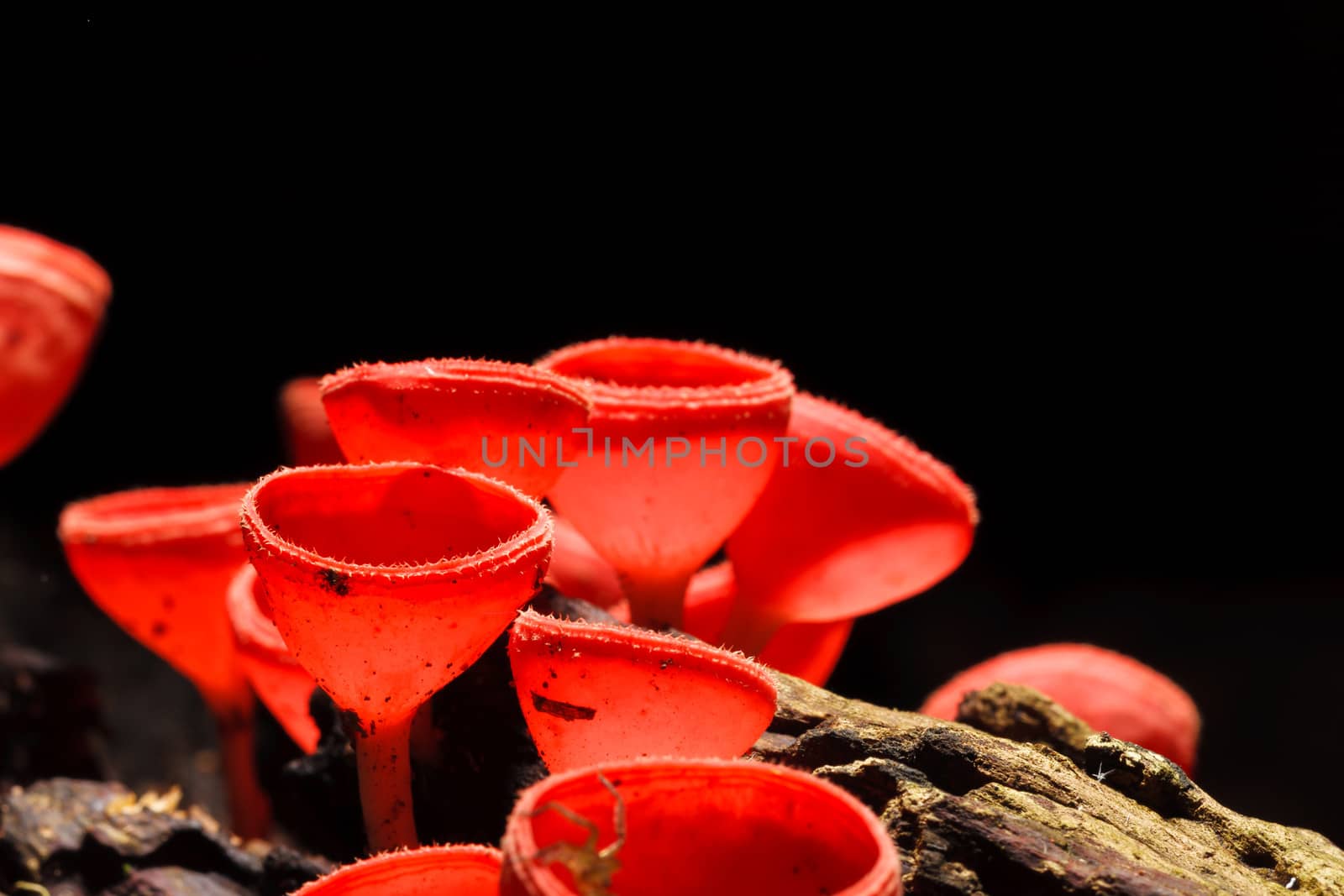 Orange or Champagne mushroom in rain forest