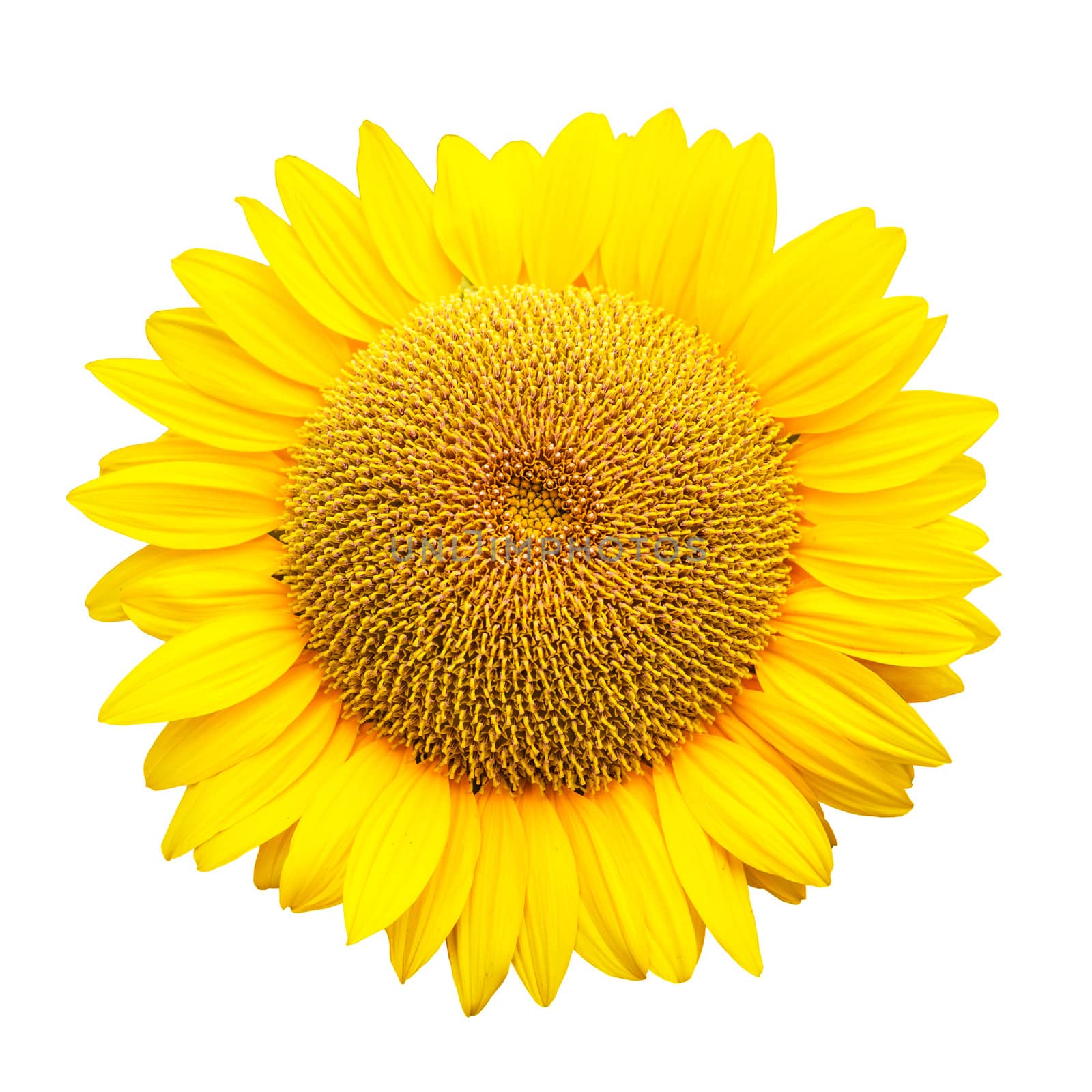 sunflower isolated on white background