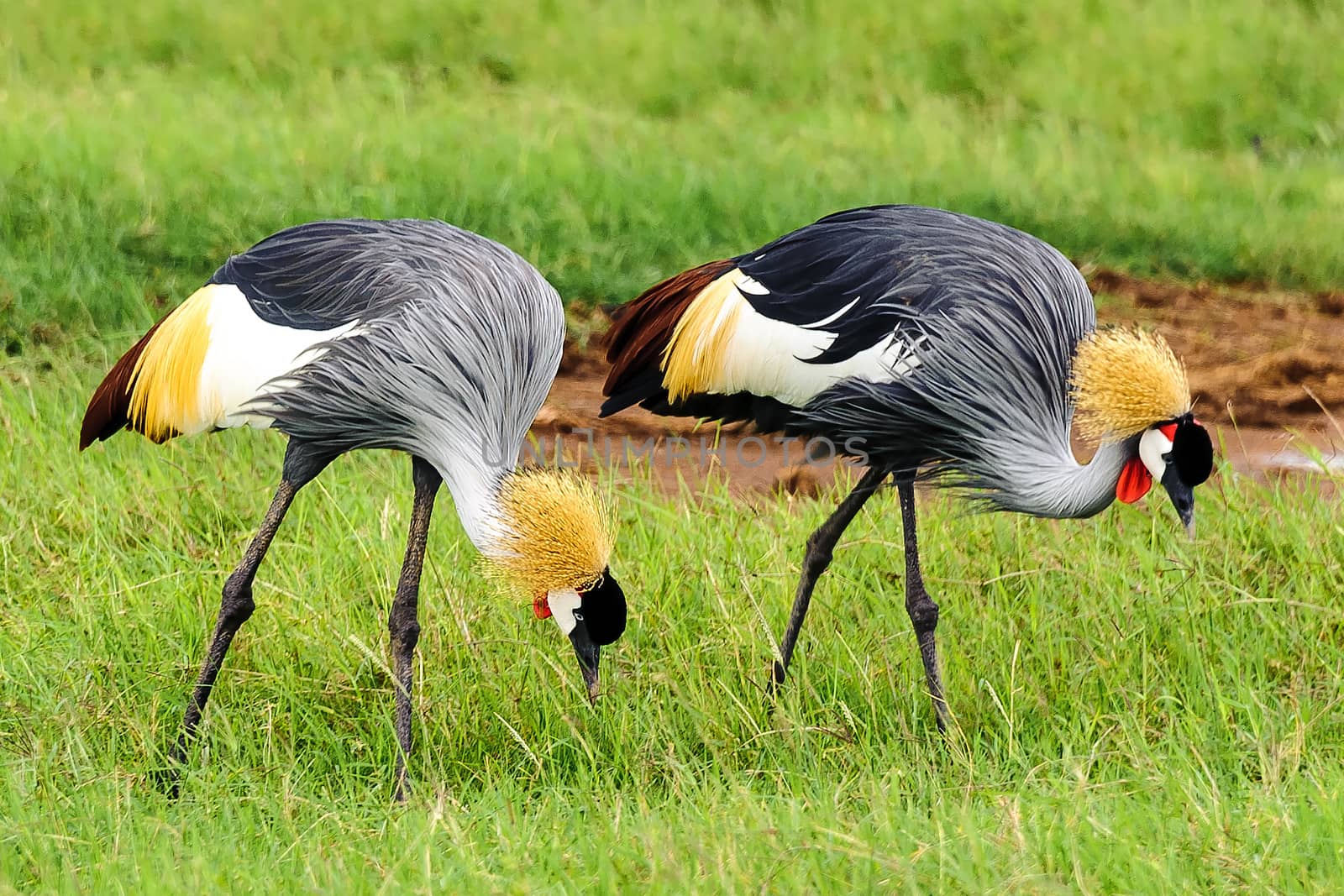 the crowned crane, a majestic bird species known for graceful courtship dances, is one of the beautiful bird in amboseli national park of Kenya.