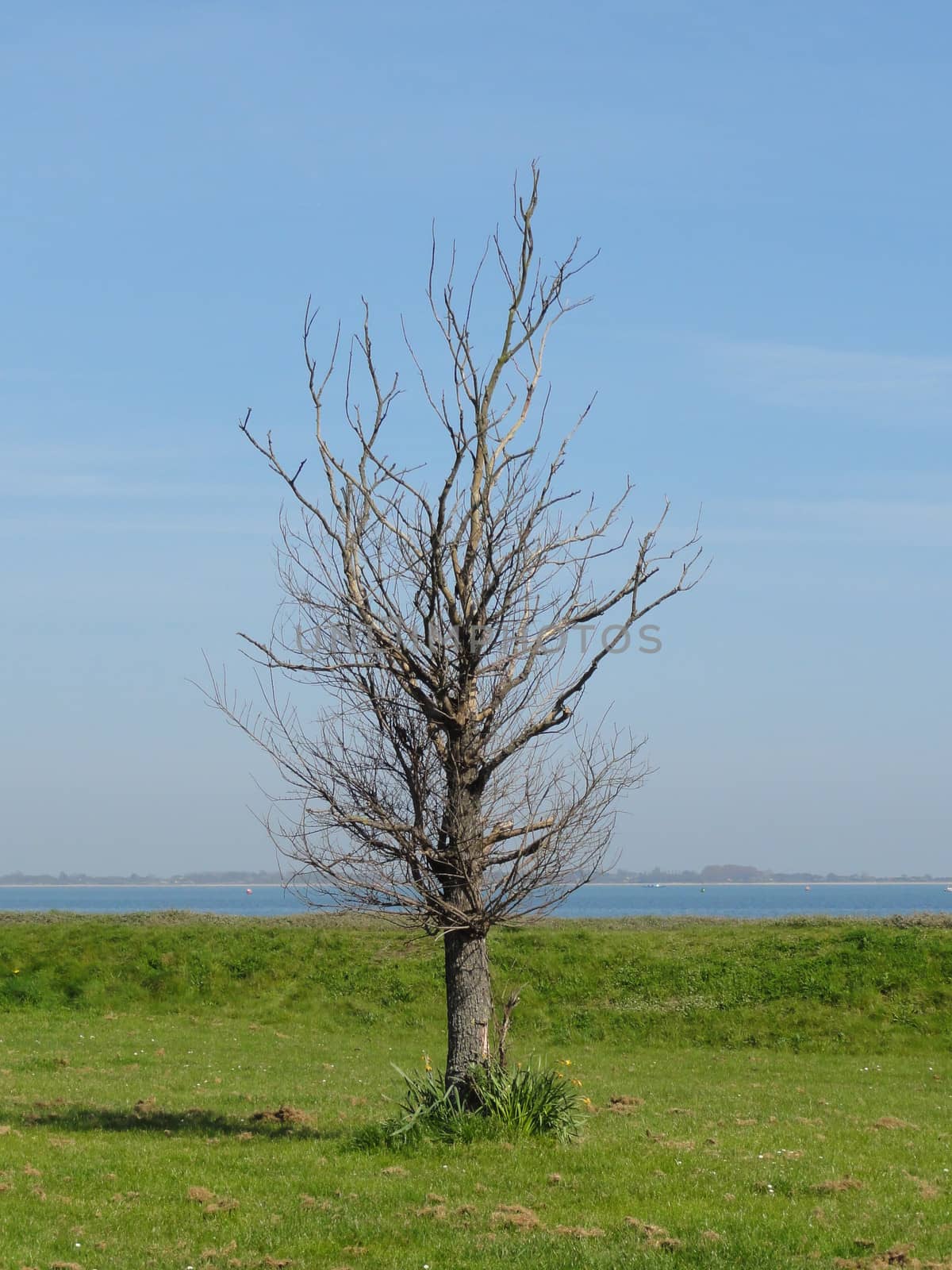 Isolated bare tree on grass with shoreline in the background