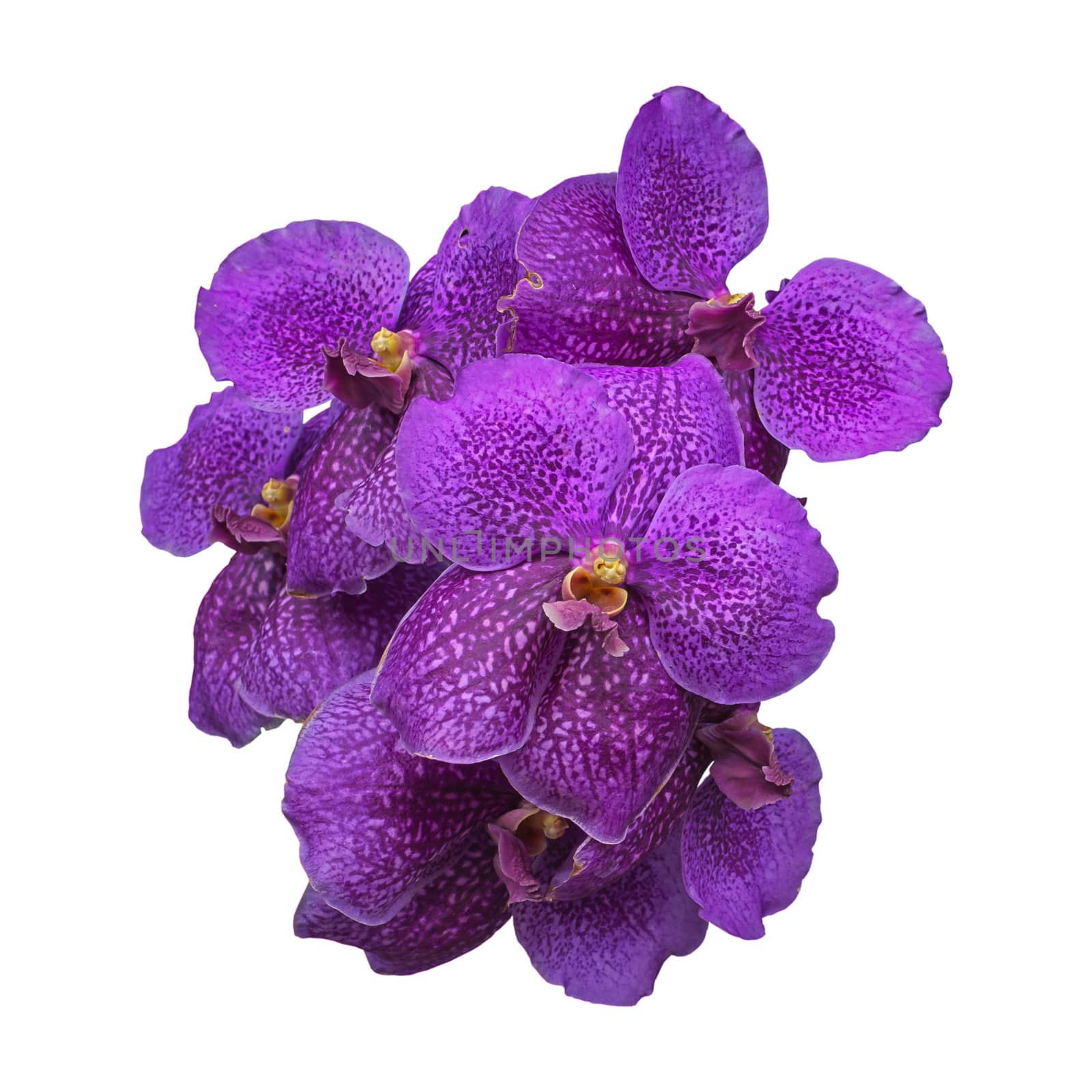 Purple Orchid, Vanda flower on white background by FrameAngel