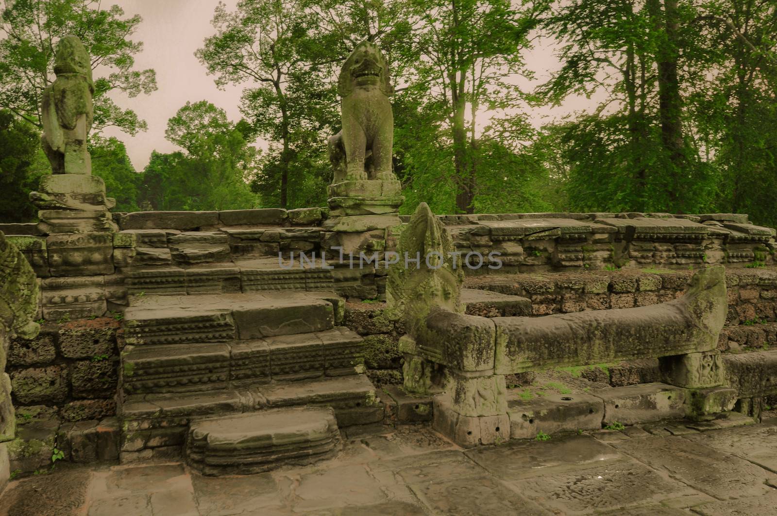 Giant tree covering Ta Prom and Angkor Wat temple, Siem Reap, Cambodia Asia