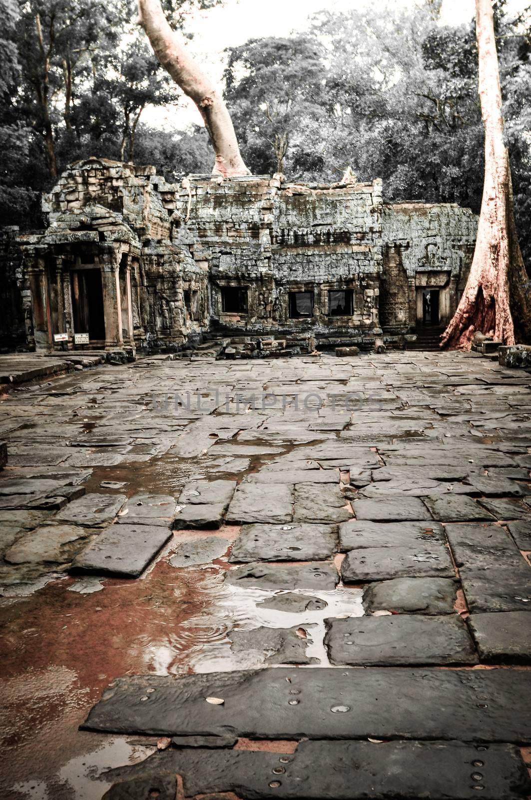Giant tree covering Ta Prom and Angkor Wat temple, Siem Reap, Ca by weltreisendertj