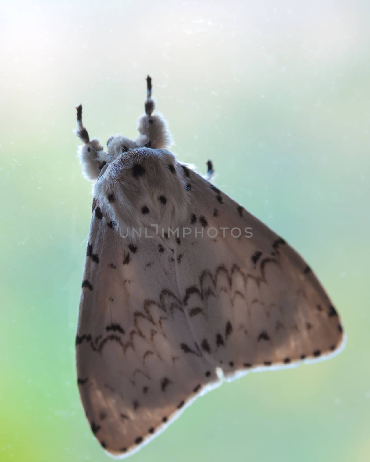 Moths, butterfly on mirror