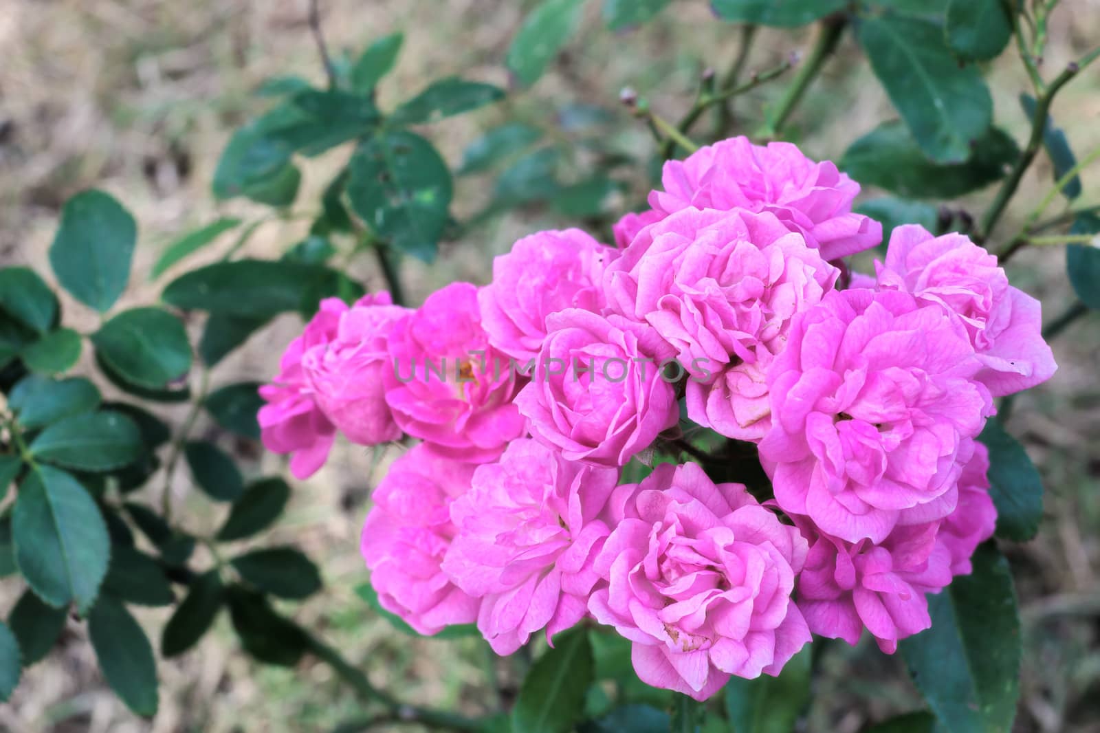 Rose flowers bunch, pink color