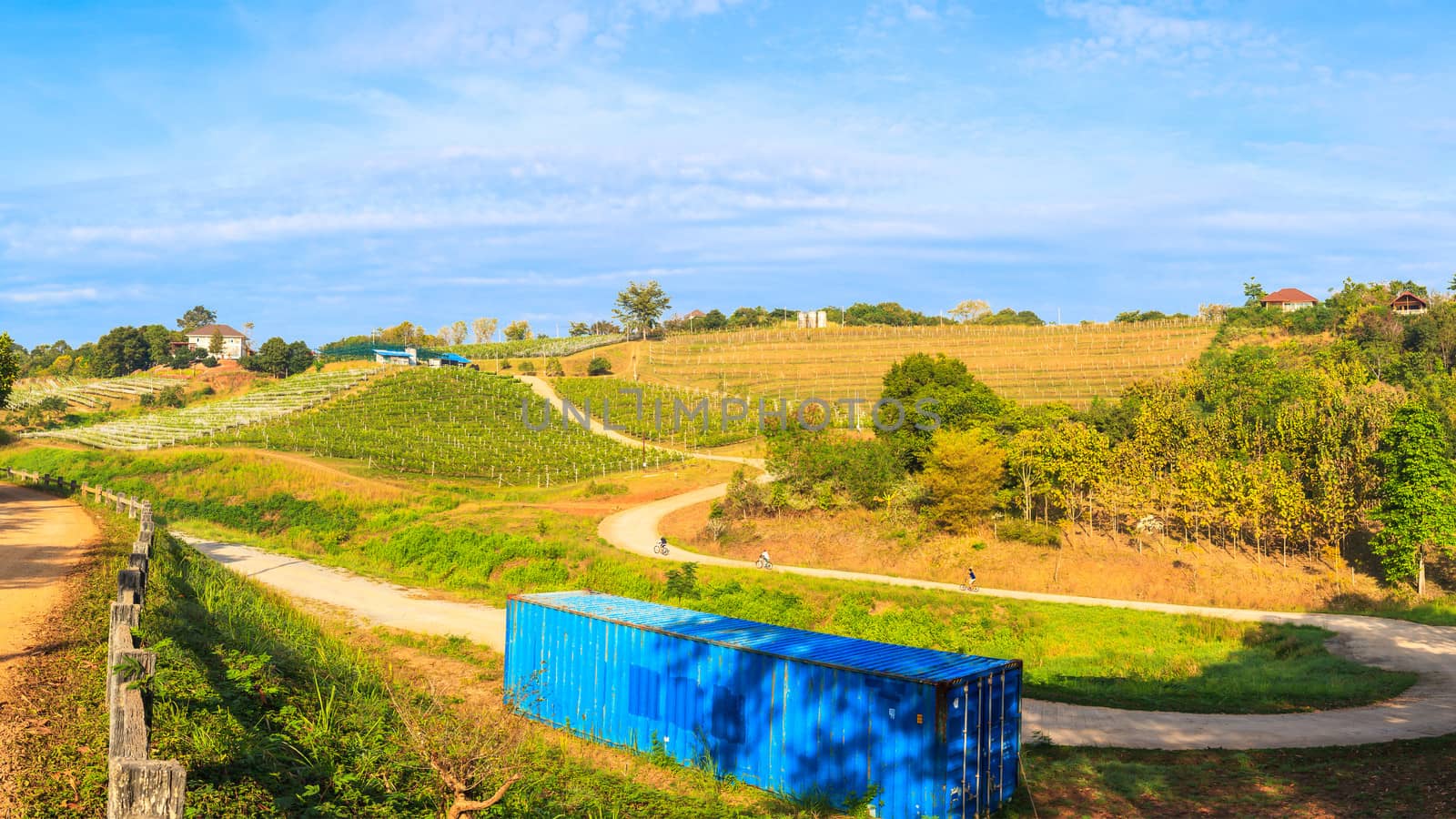 vineyard landscape as panorama view