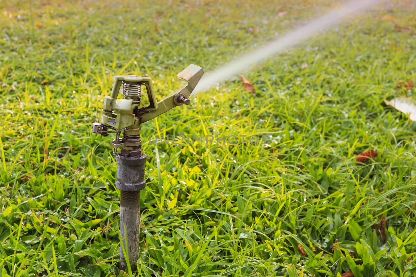 sprinkler head watering the flowers and grass