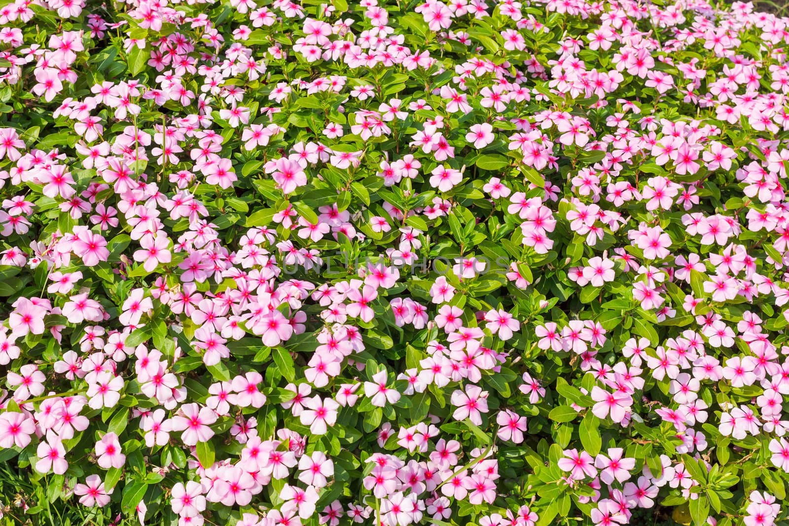 flower in garden background names "Cape Periwinkle"