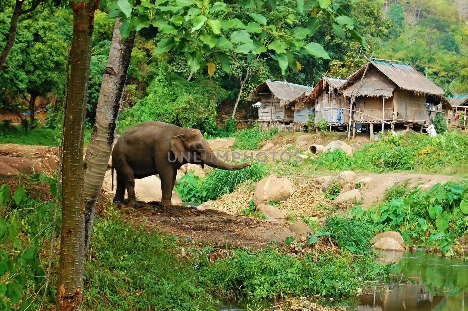 Elephant and nature