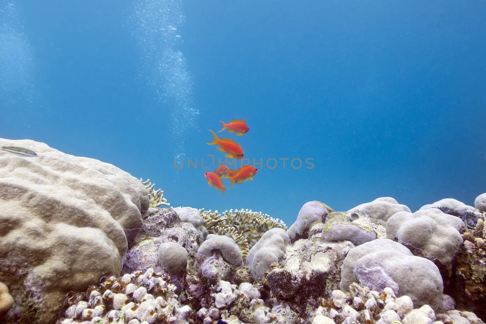 coral reef with hard corals and exotic fishes at the bottom of tropical sea on blue water background