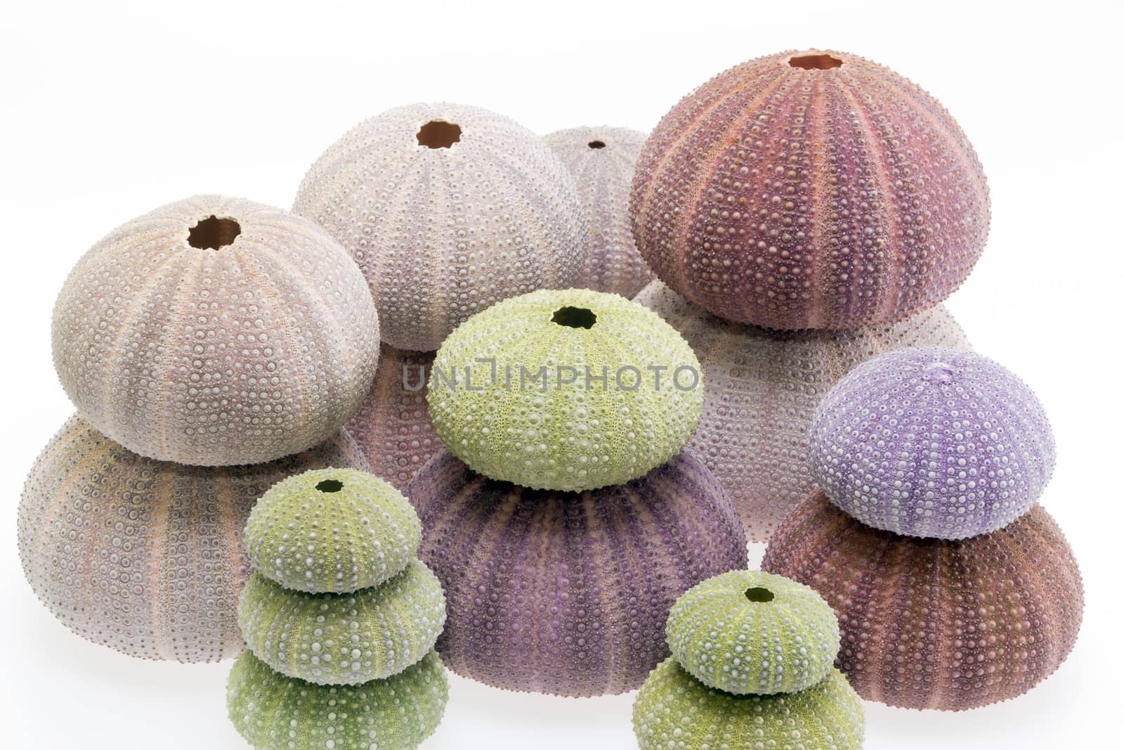 a lot of skeletons of sea shell green and violet  echinoidea isolated on white background