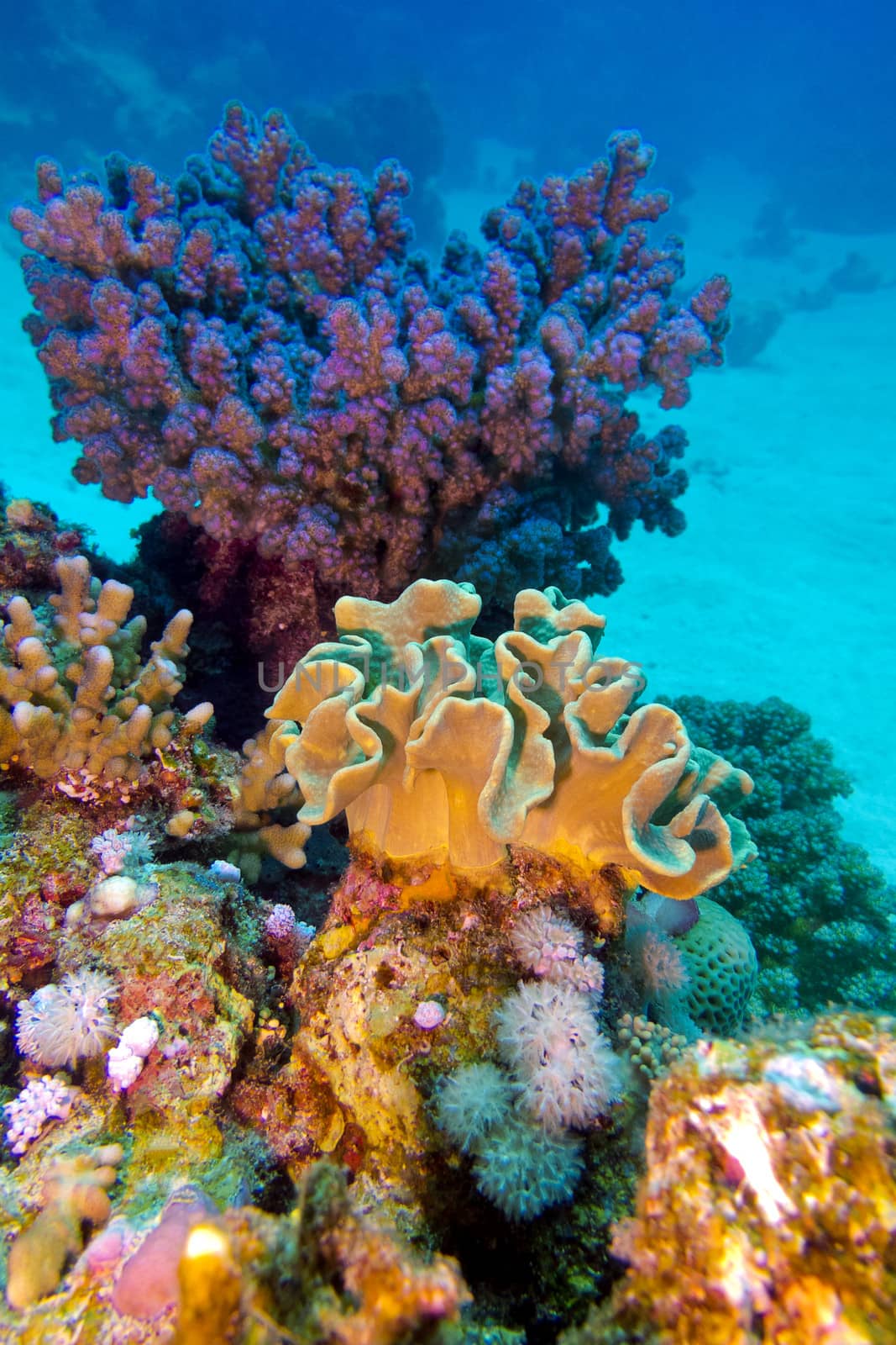 coral reef with great hard and soft corals at the bottom of tropical sea by mychadre77