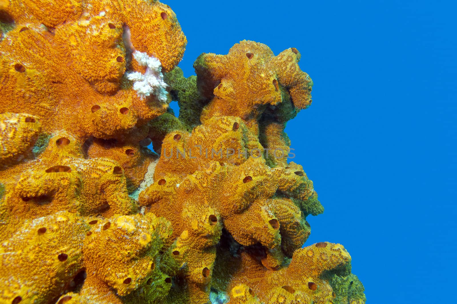 coral reef with sea sponge isolated on blue water background