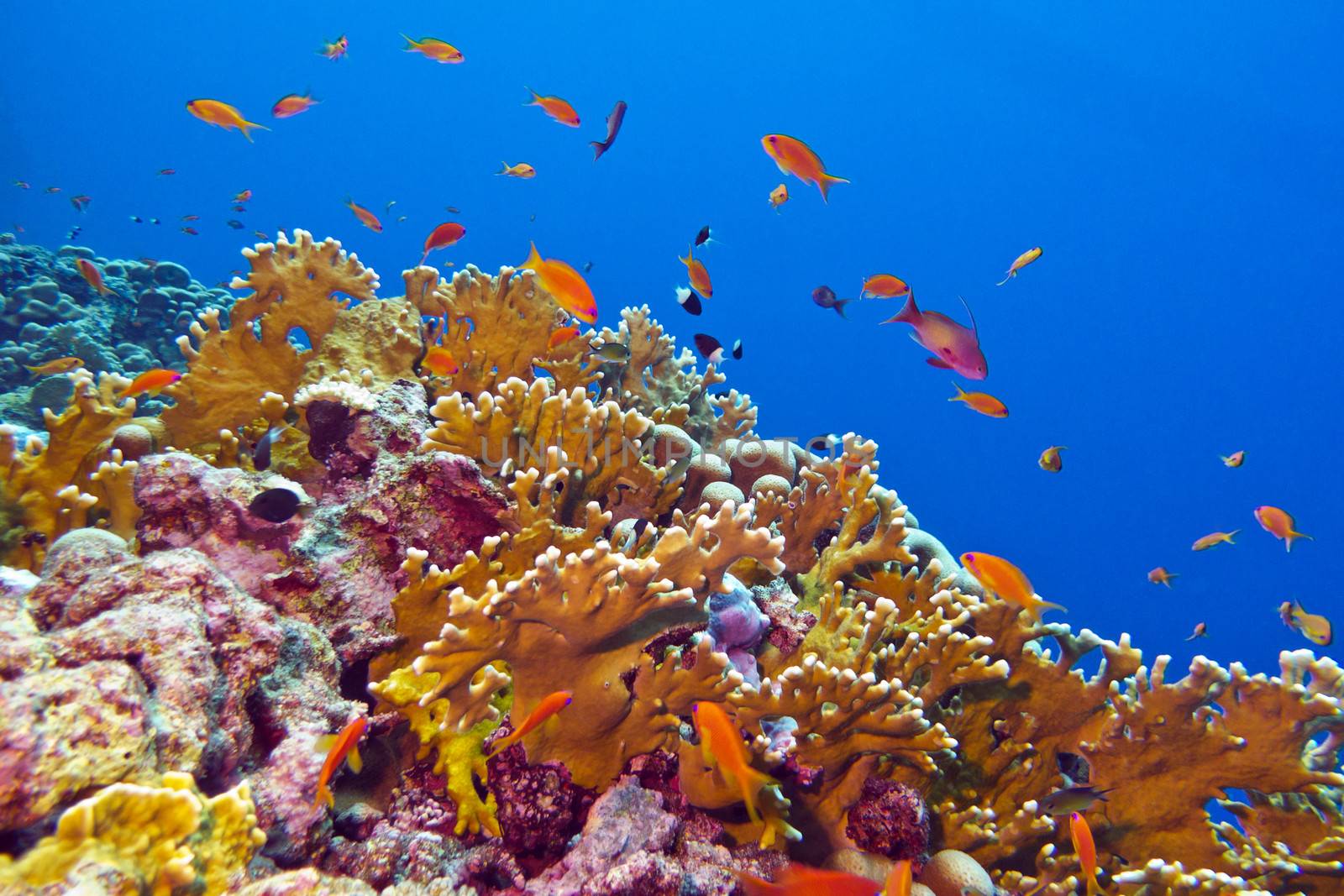 coral reef with fire coral and exotic fishes at the bottom of tropical sea